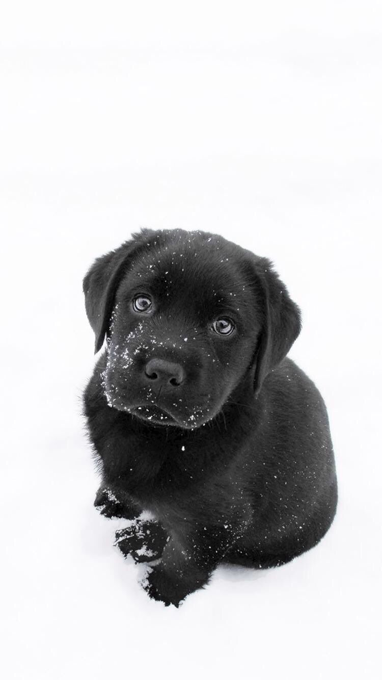 iPhone and Android Wallpapers: Black Labrador Puppy Wallpapers for