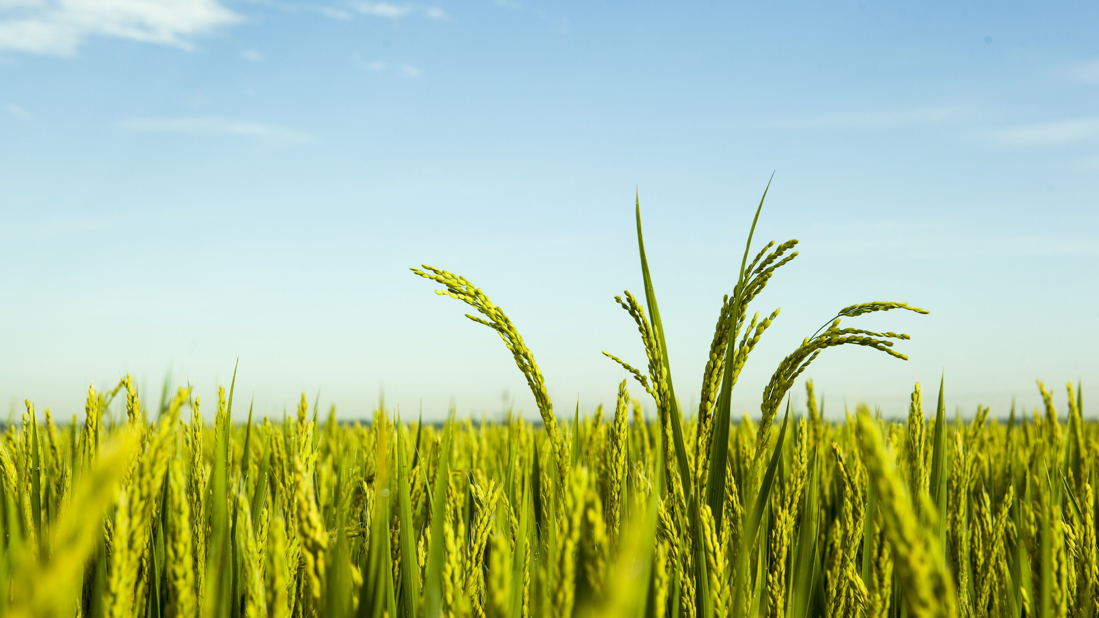 Wallpaper Rice field, blue sky 3840x2160 UHD 4K Picture, Image