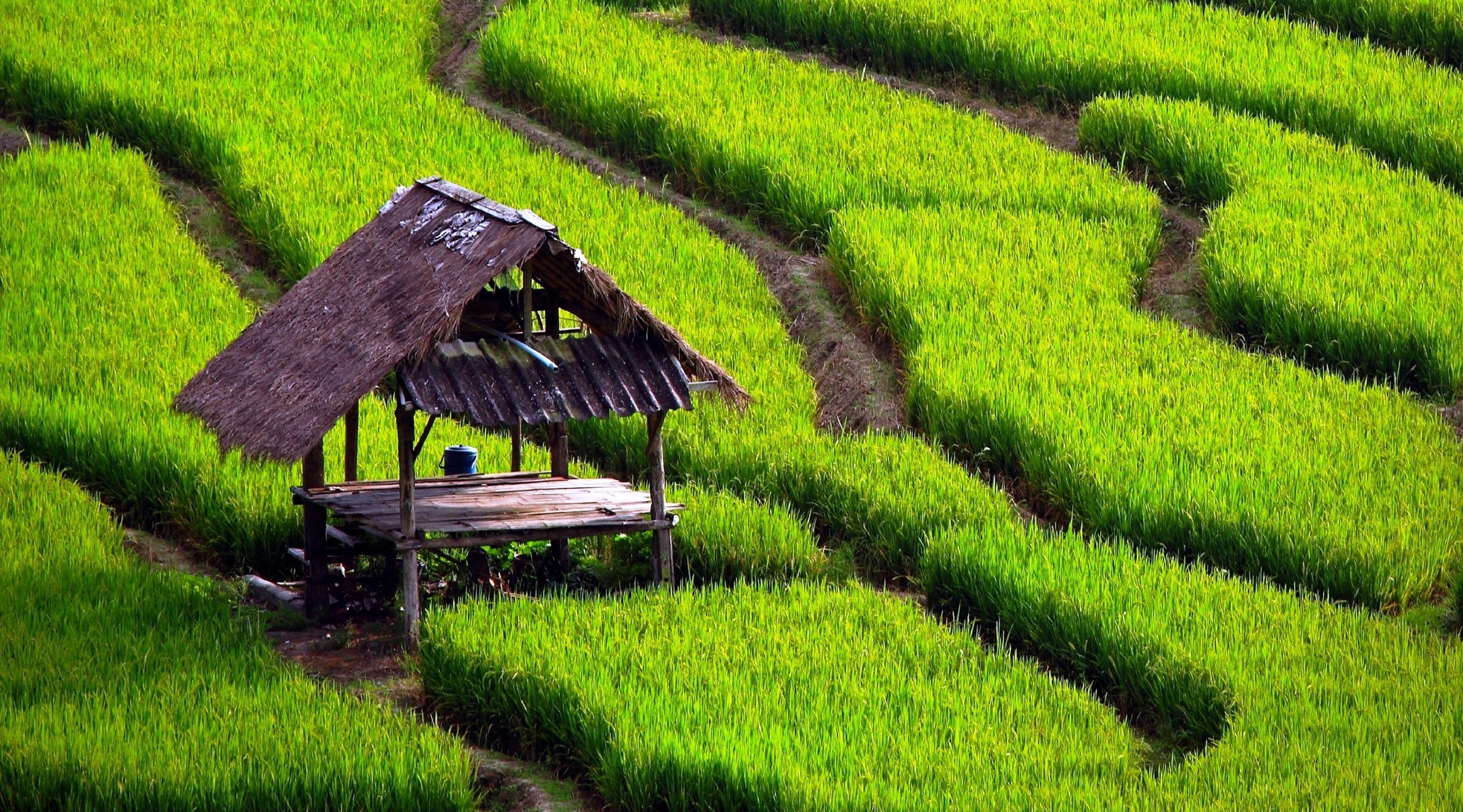 A hut inside green rice fields. Landscape wallpaper, Landscape