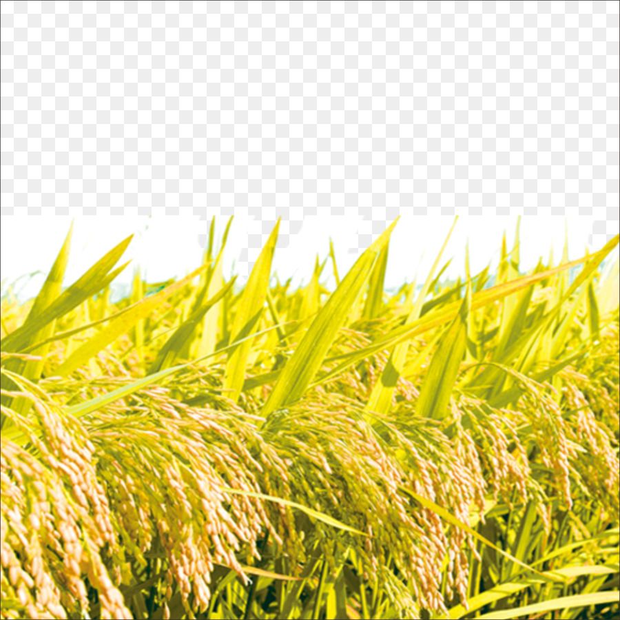 Rice Wallpaper Image Provided