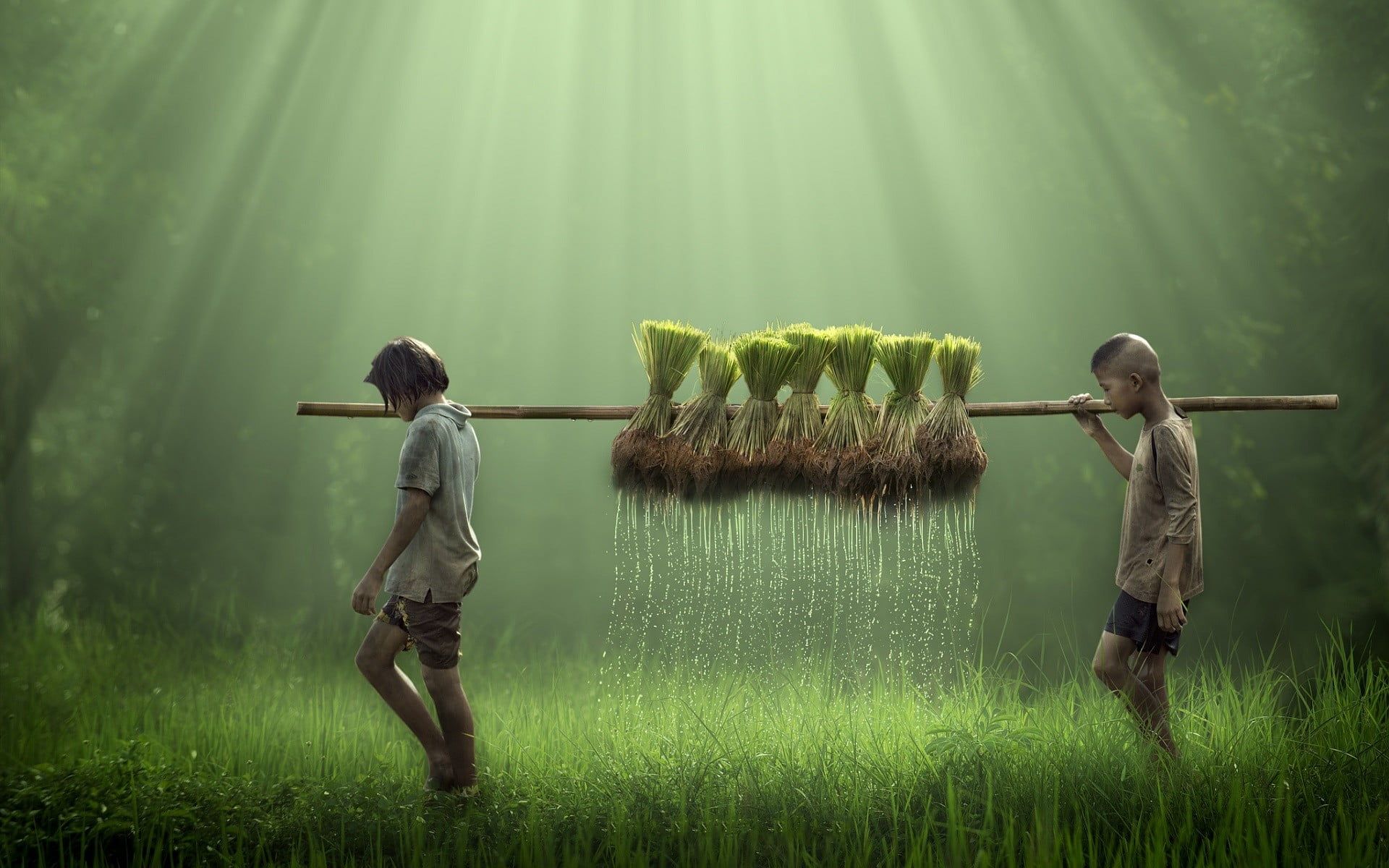 Boy and girl lifting rice plant illustration HD wallpaper