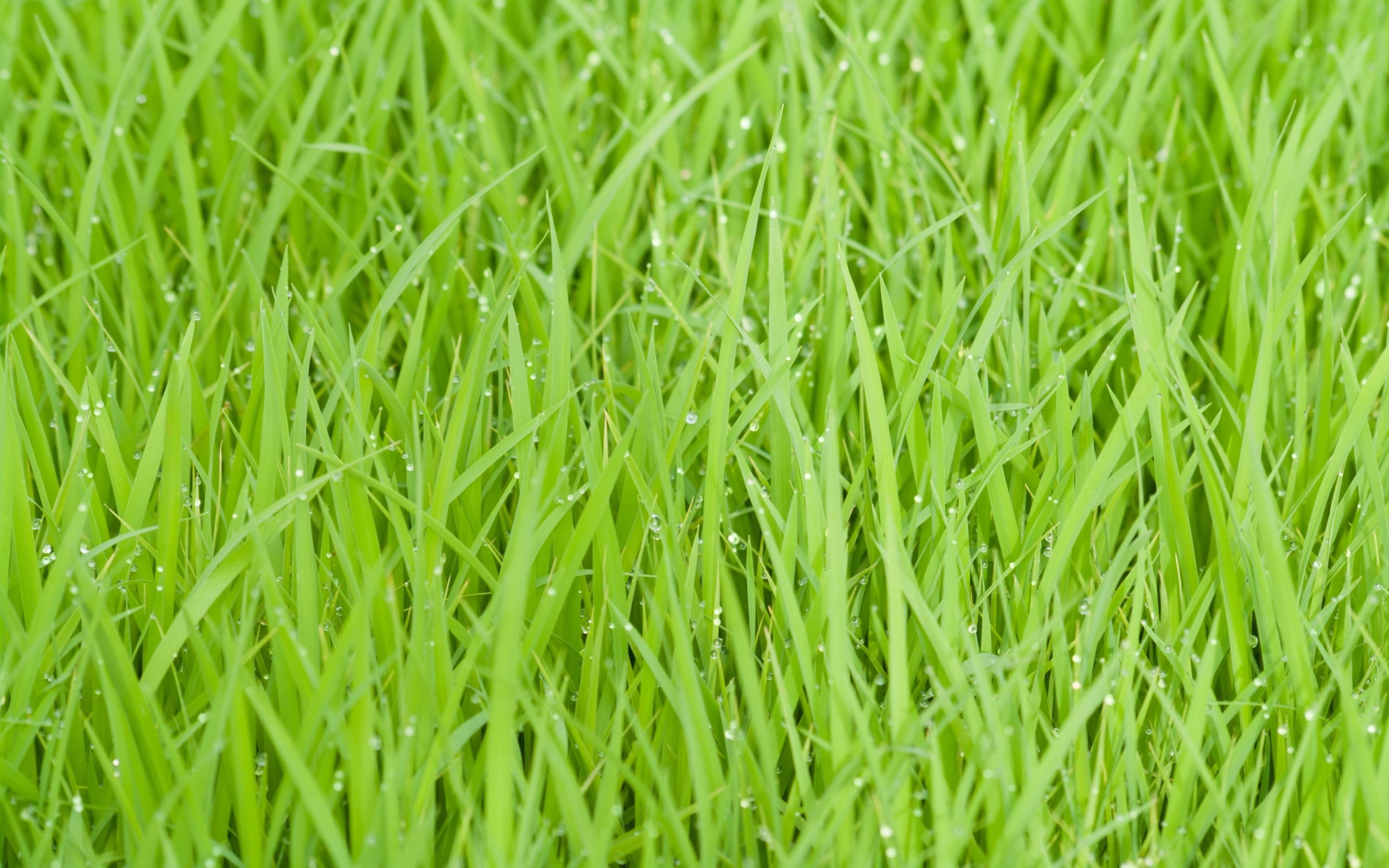 rice fields, green, grass 2560x1600 Resolution Wallpaper
