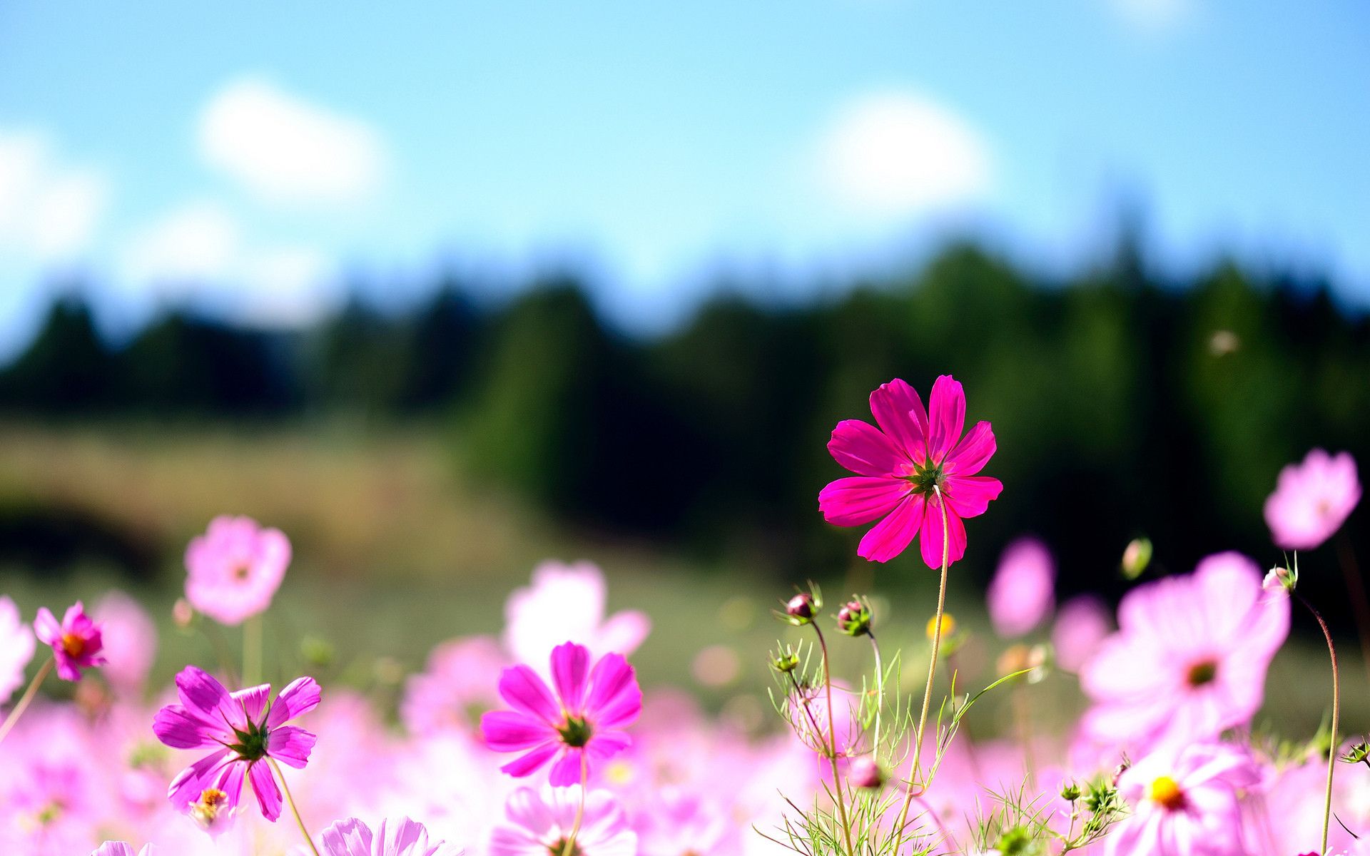 Computer Background Flowers