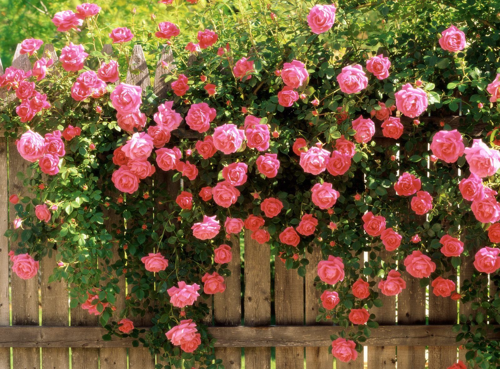Hình nền hoa hồng đẹp nhất, 200+ mẫu full HD, Free download