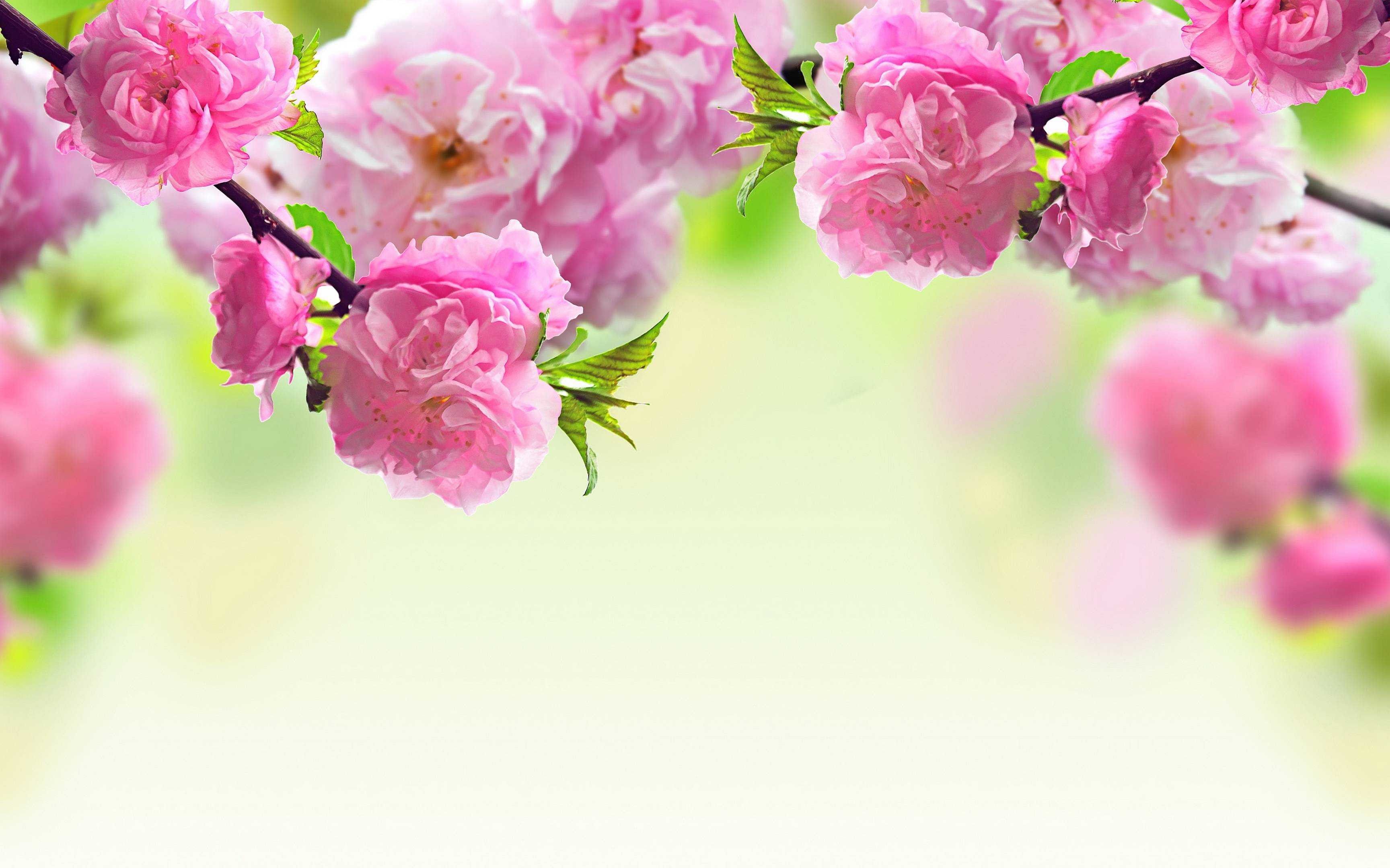 Free download 74 Spring Flower Wallpaper