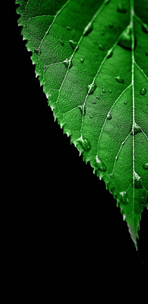 AMOLED green leaf wallpaper