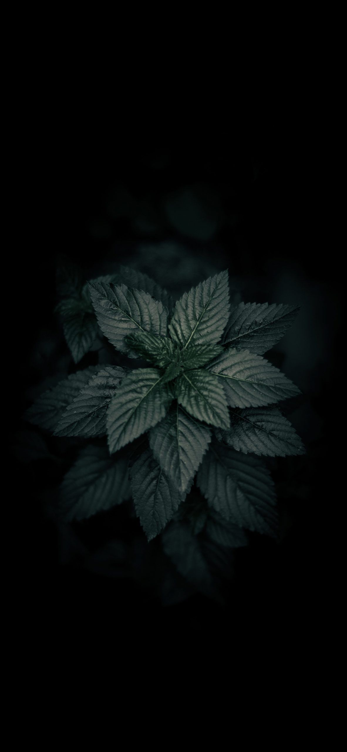 Dark green plant leaves Amoled Wallpaper