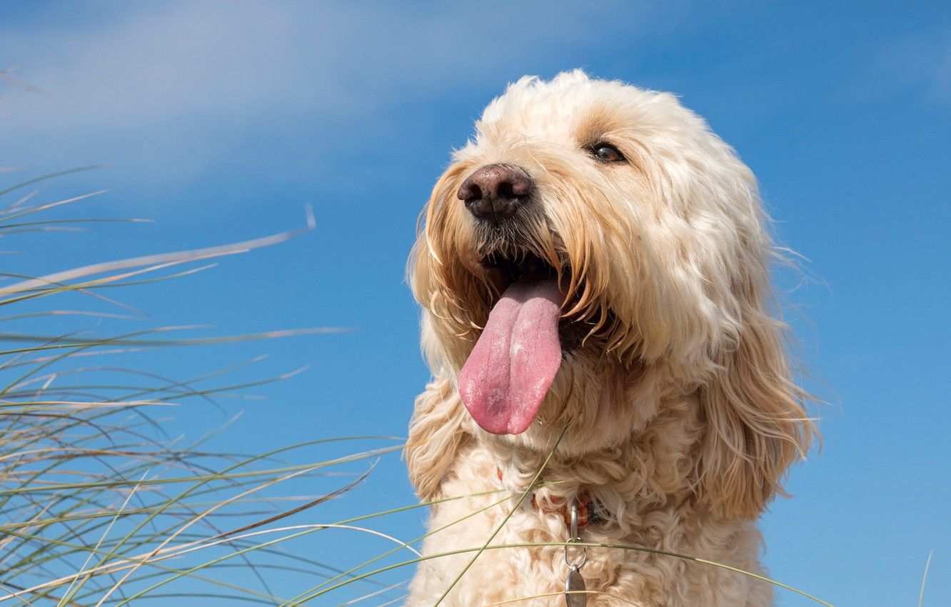 Wallpaper language, grass, face, dog, Goldendoodle image