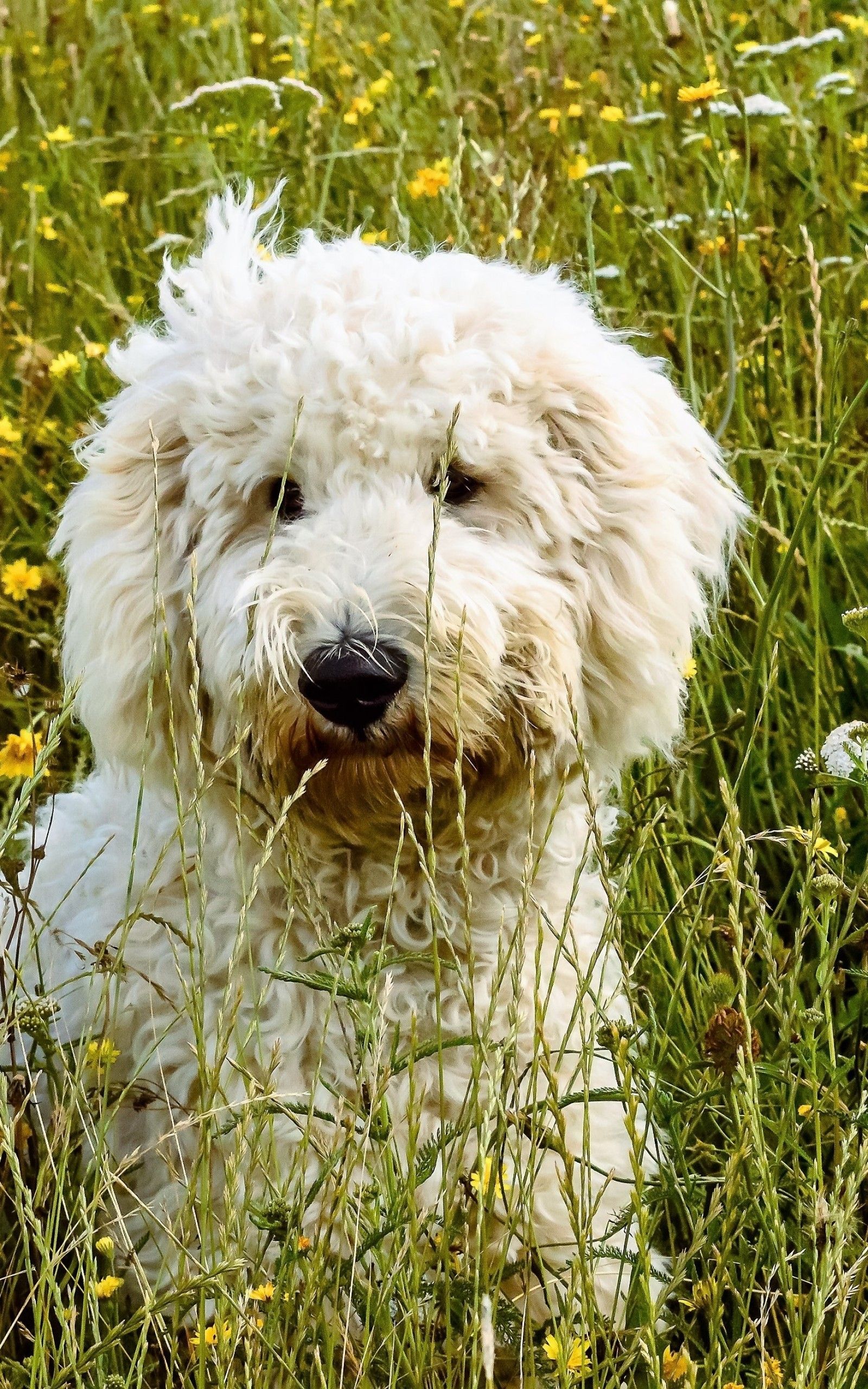 Download 1600x2560 Goldendoodle, White, Puppy, Grass, Flowers