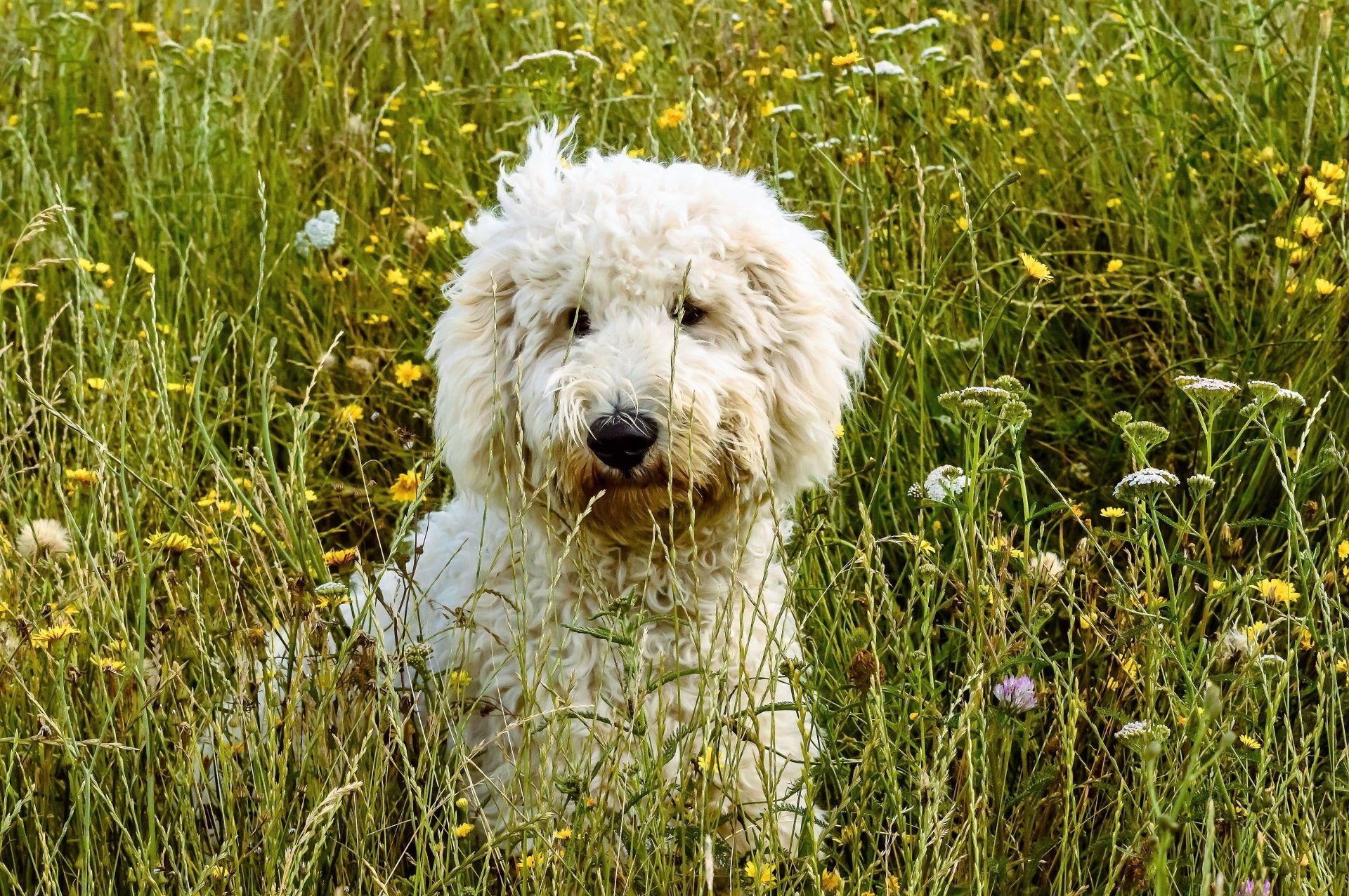 Goldendoodle HD Wallpaper and Background Image