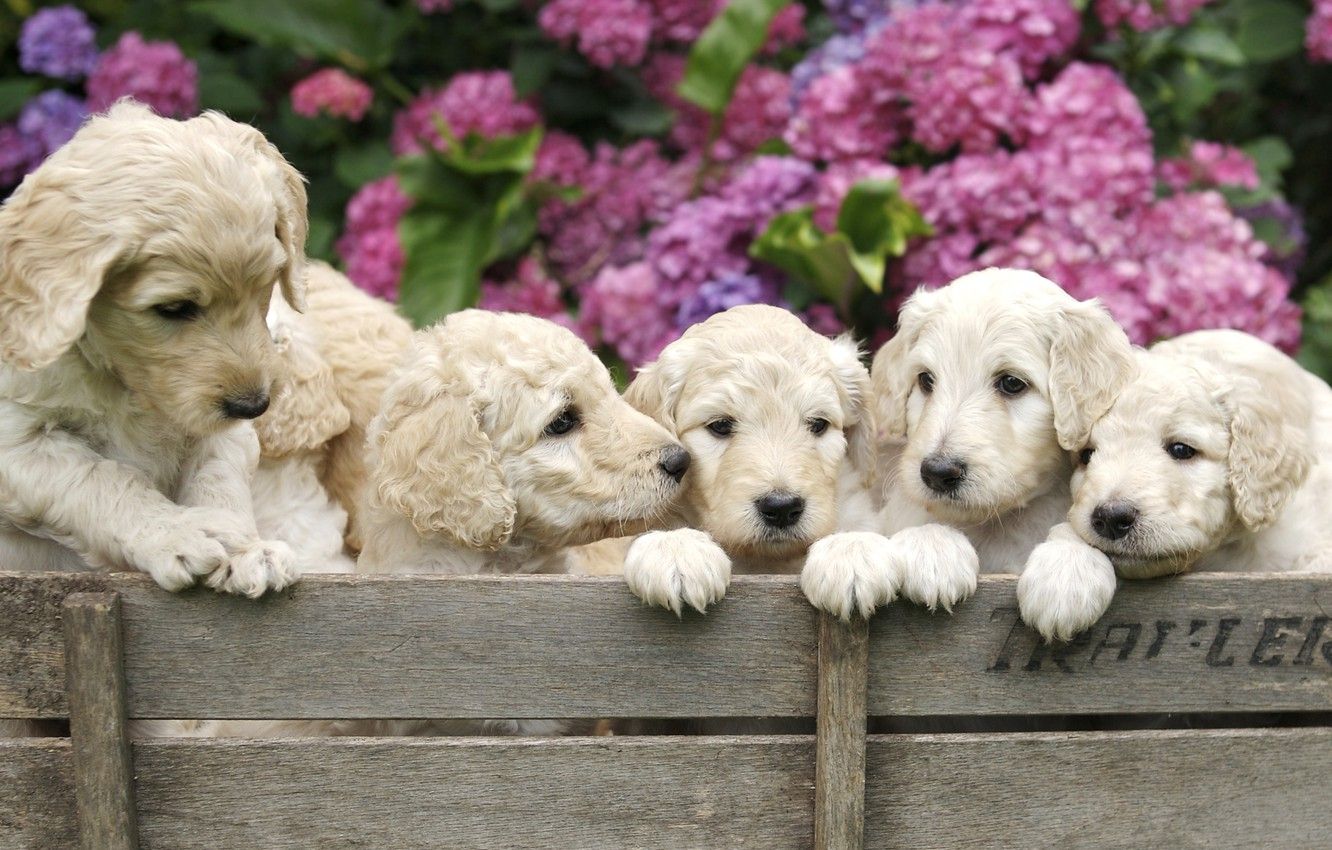 Wallpaper dogs, flowers, puppies, box, hydrangea, Wallpaper