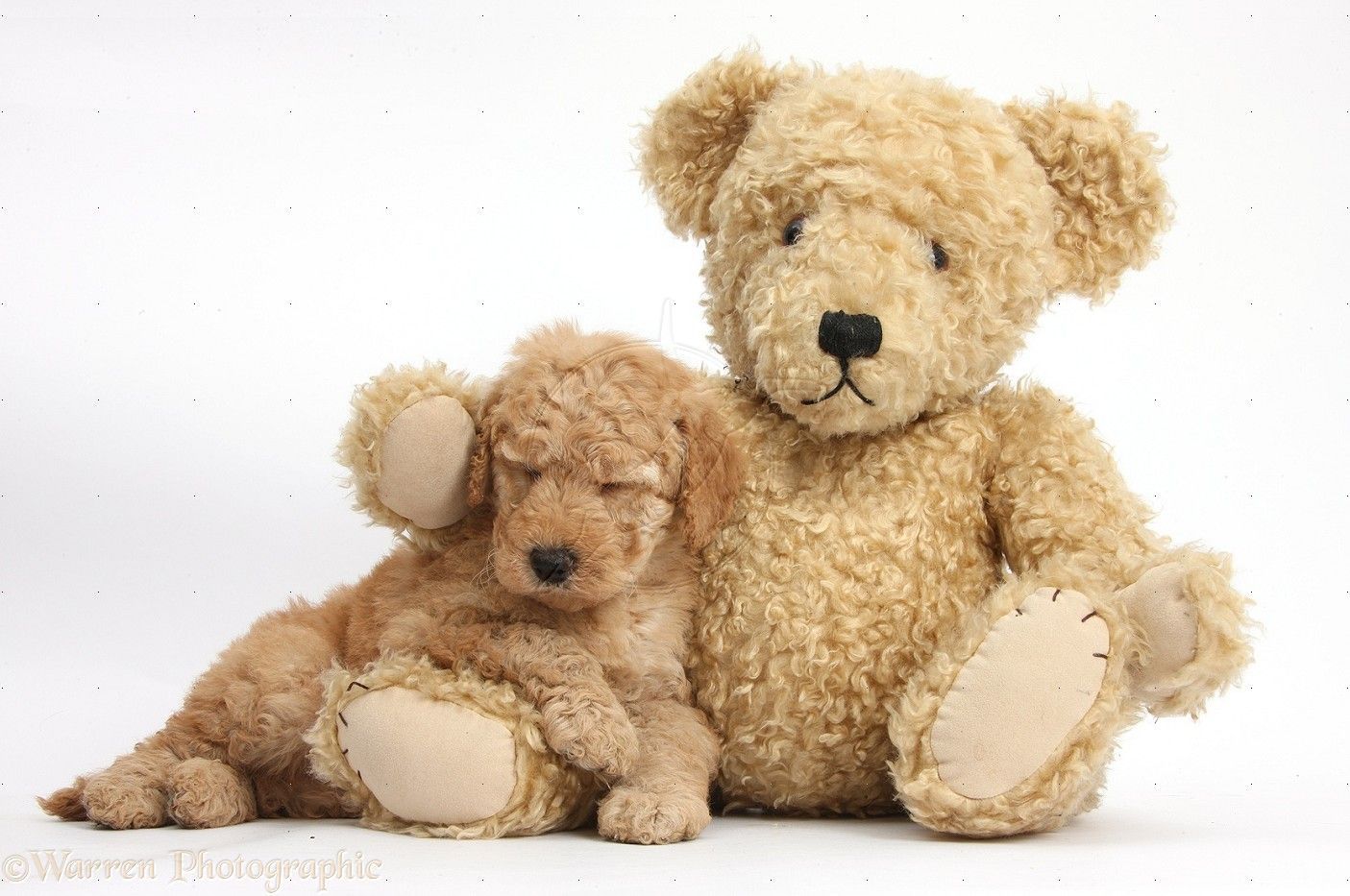 Dog Cute Toy Goldendoodle Puppy Sleeping On Teddy Bear Photo