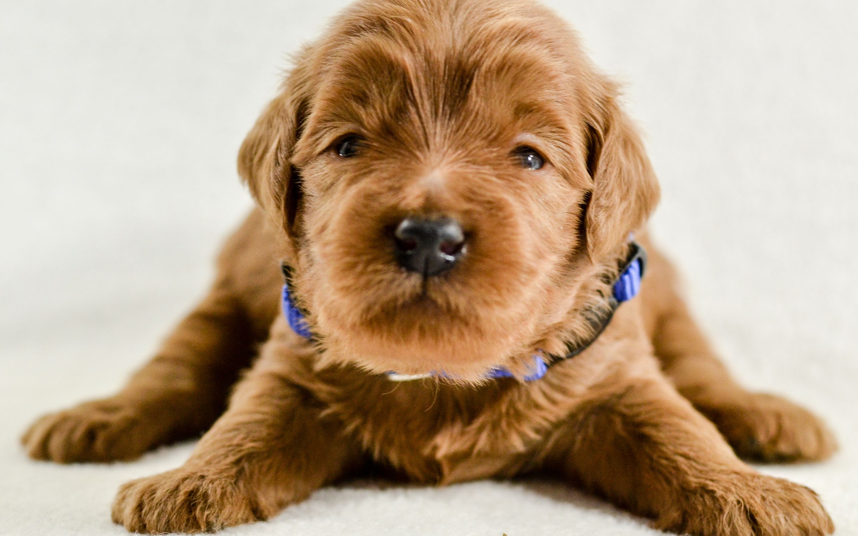Download wallpaper Goldendoodle, puppy, cute dogs, small