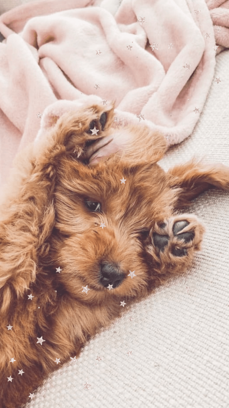 Free iPhone wallpaper. Cute dogs and puppies, Cute baby animals