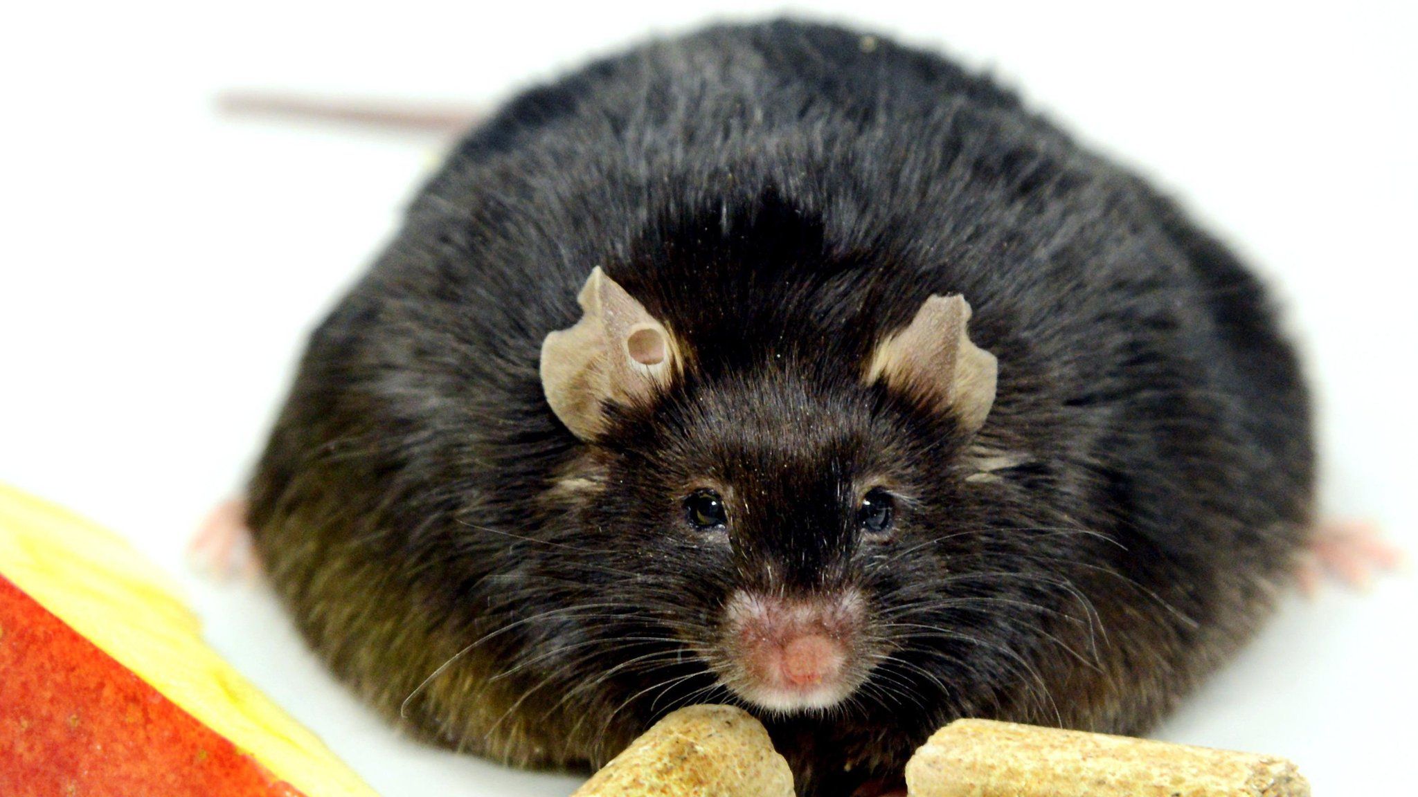 Obese rodents give scientists some food for thought