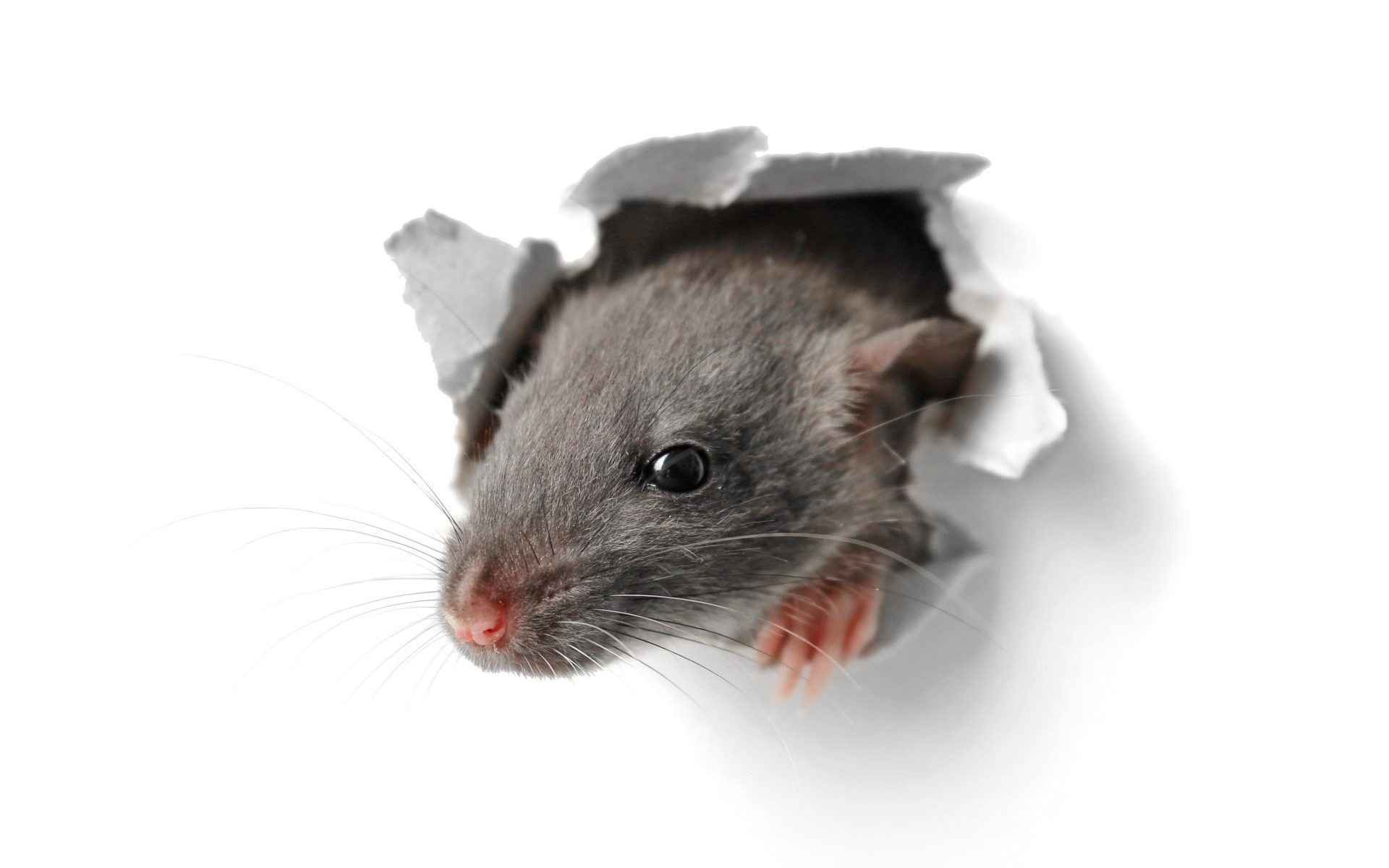 Winterizing Your Home Against Rodents