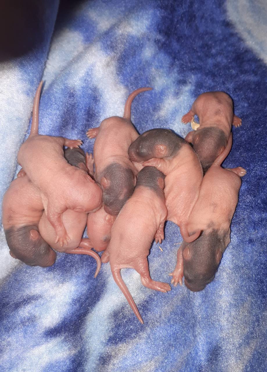 Baby rats wallpaper