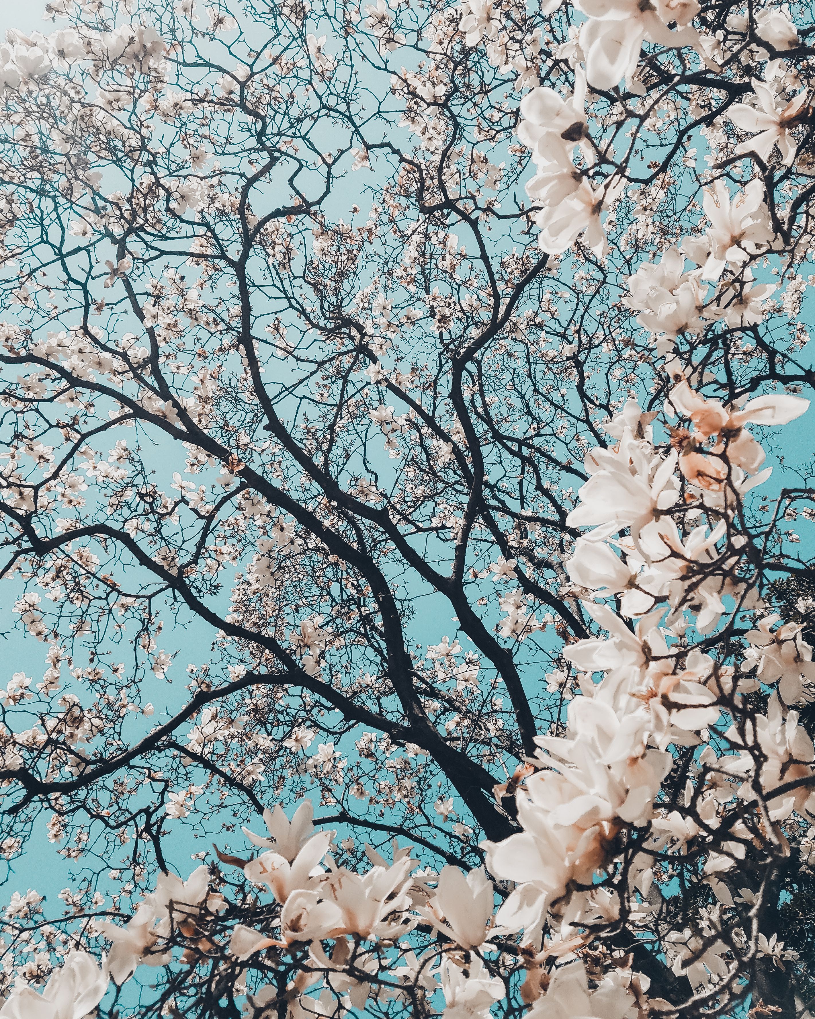 Cherry Blossom Wallpaper: Free HD Download [HQ]