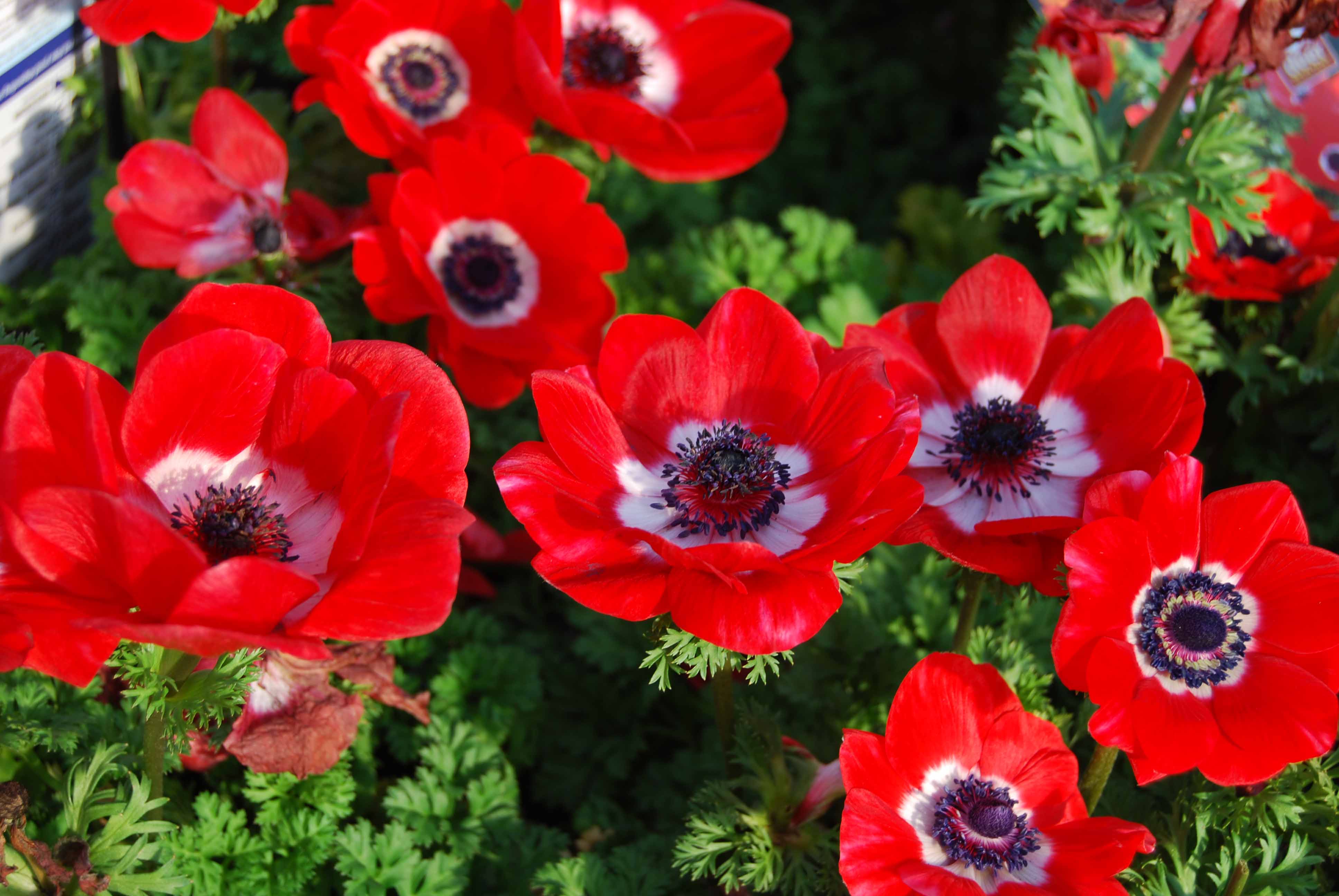 Anemone Flower Wallpapers - Wallpaper Cave