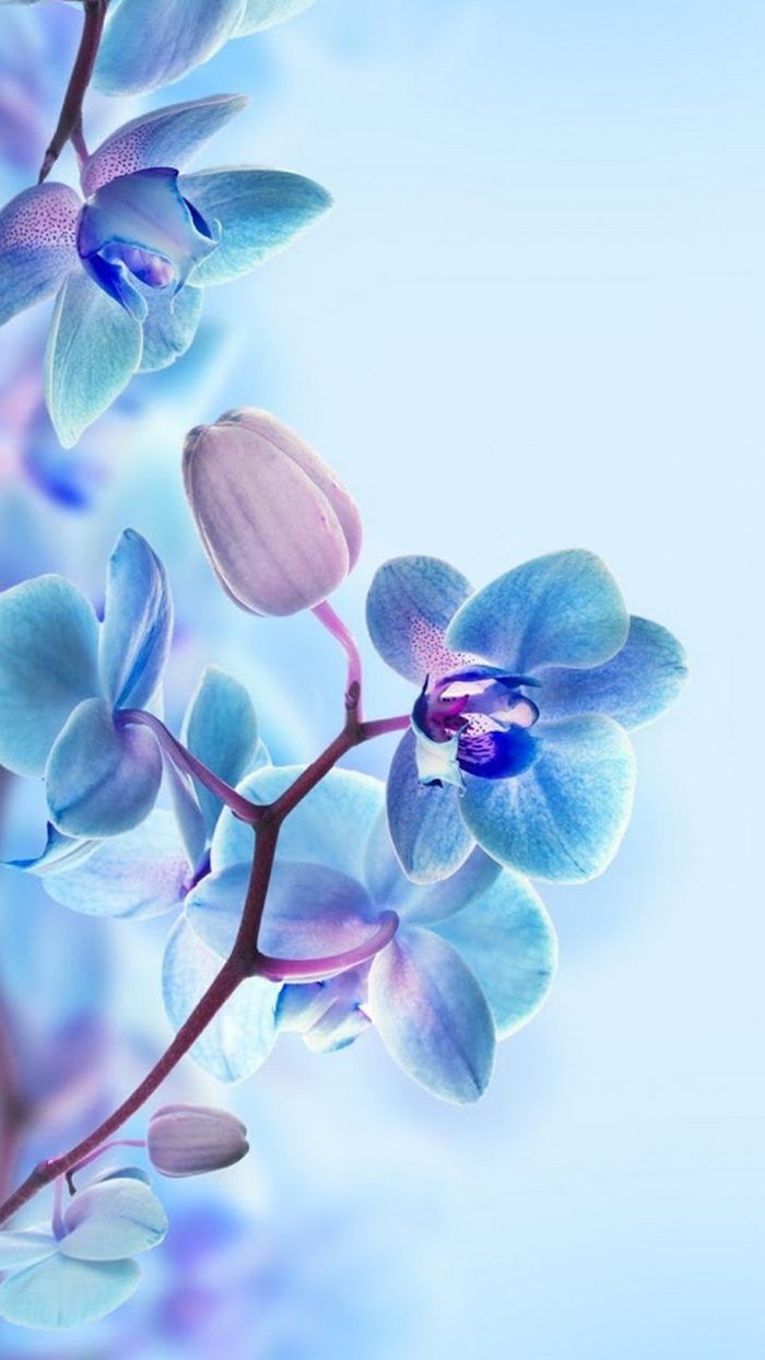 3D Flower HD Wallpaper For Mobile 1080x1920. Blue flower