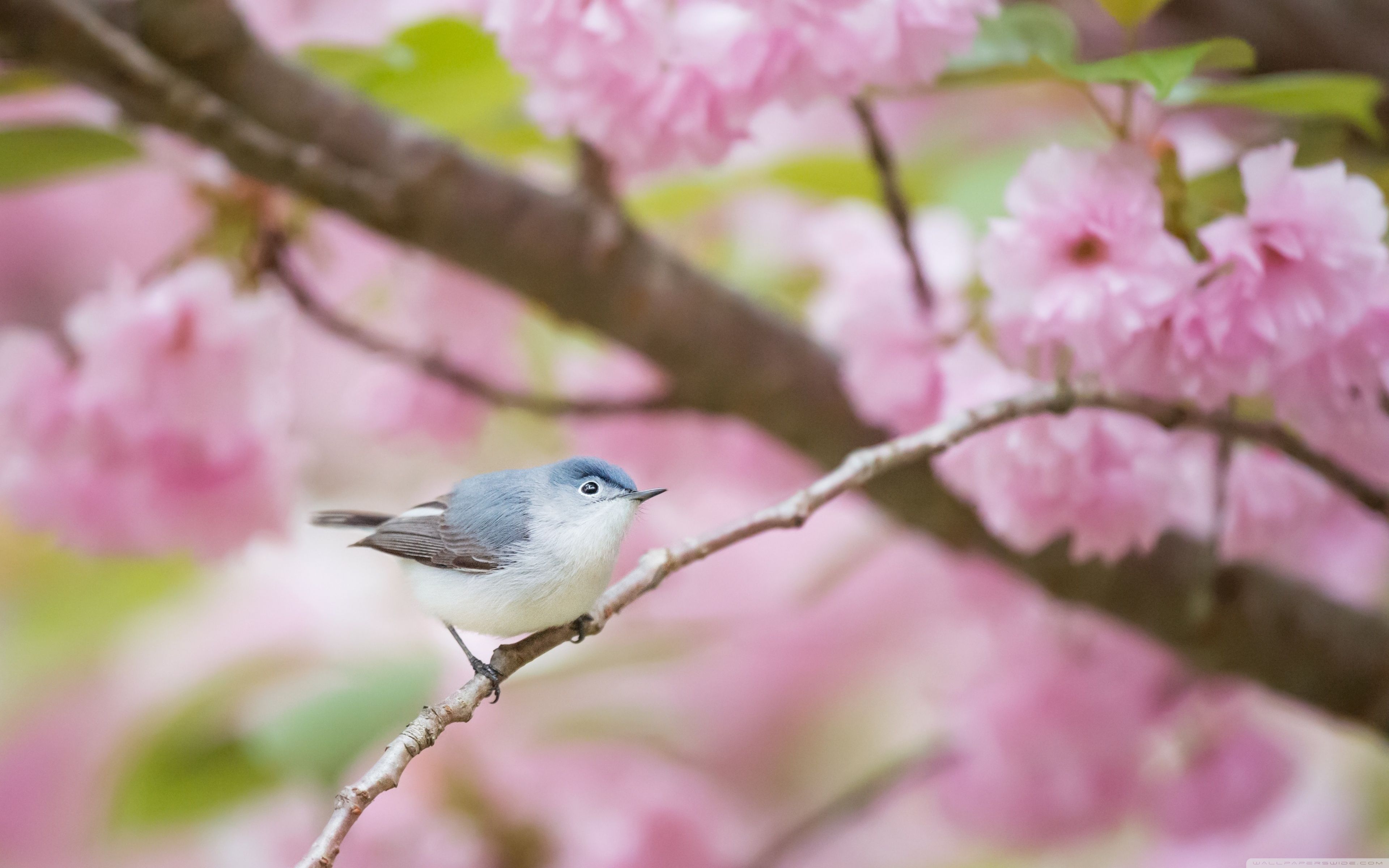 Blue Gray Gnatcatcher Bird, Spring Ultra HD Desktop Background