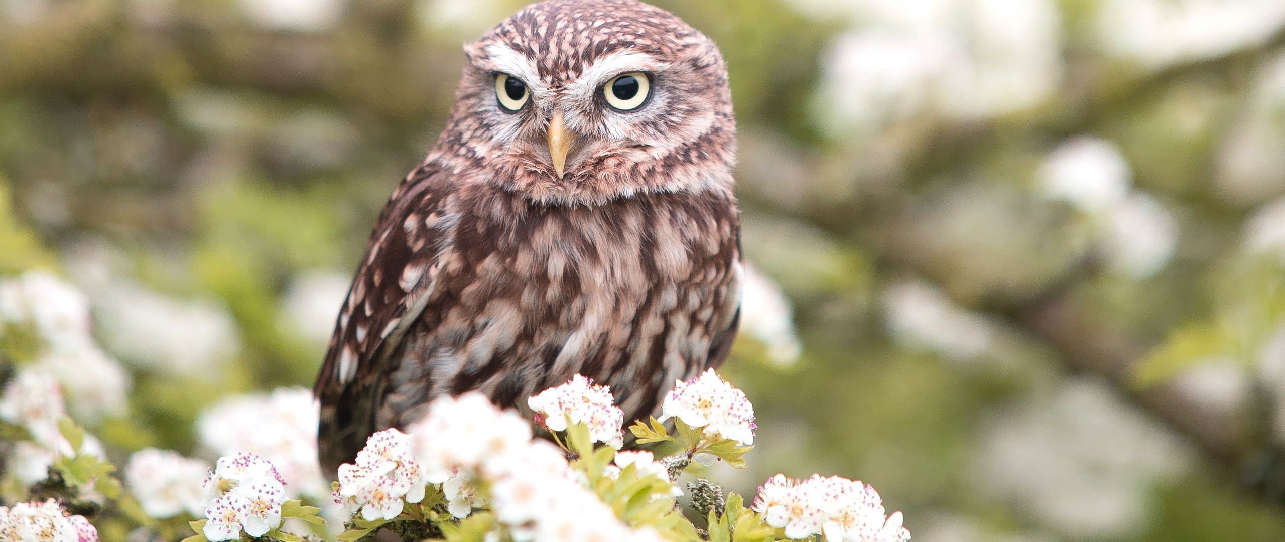 Download wallpaper 2560x1080 owl, bird, spring, predator, flowers