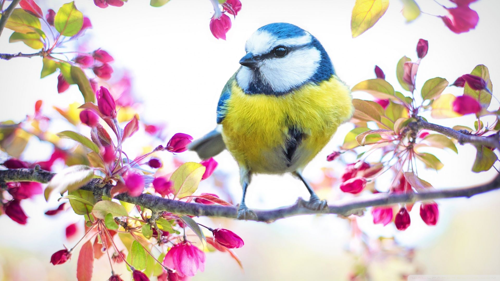 Bird, Blossom Flowers, Springtime Ultra HD Desktop Background