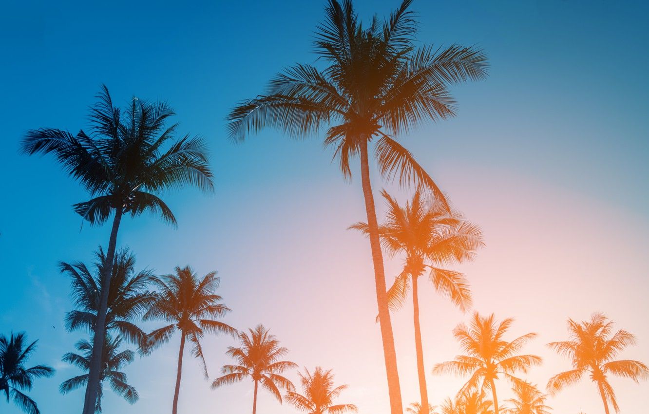 Wallpapers beach, summer, the sky, sunset, palm trees, shore