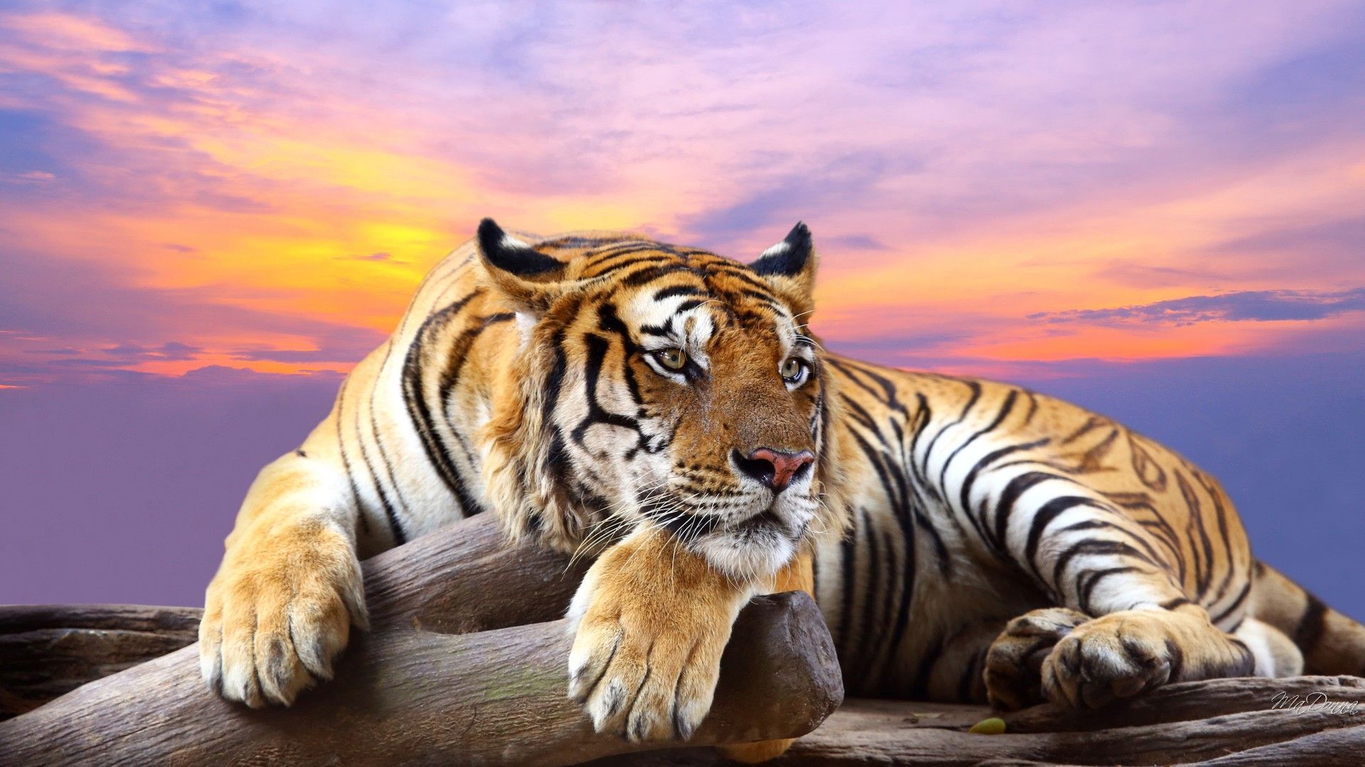 Tiger Wallpaper Desktop Background Free Download
