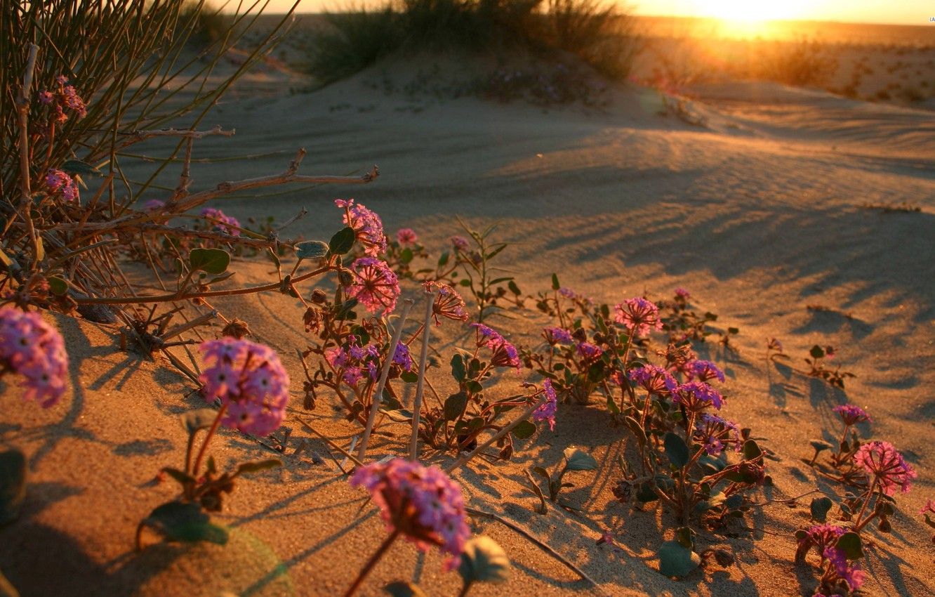 Wallpaper sunset, flowers, dawn, desert, flower, desert, sunset