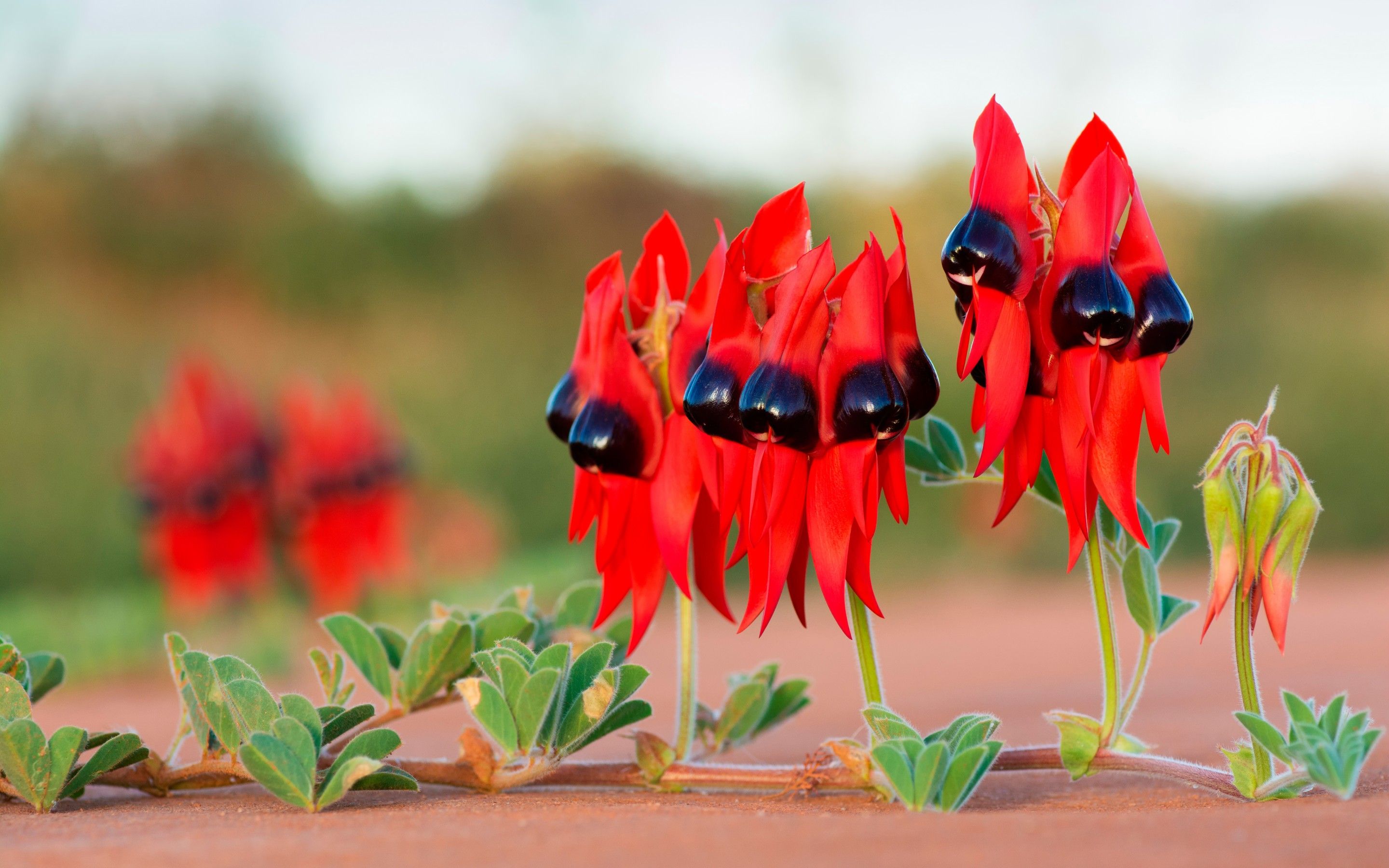 Sturt's Desert Pea Is The South Australian Floral Emblem HD