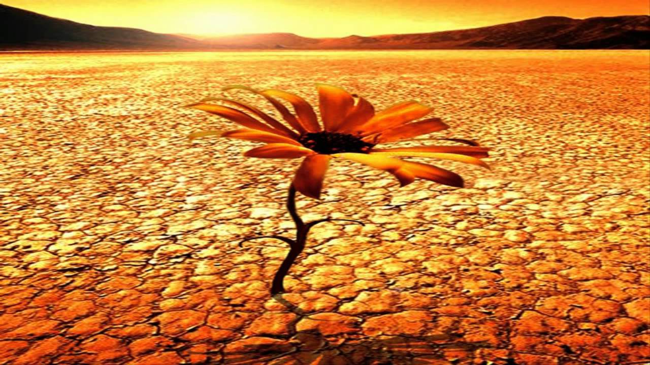 Desert Flower wallpaper, Movie, HQ Desert Flower pictureK