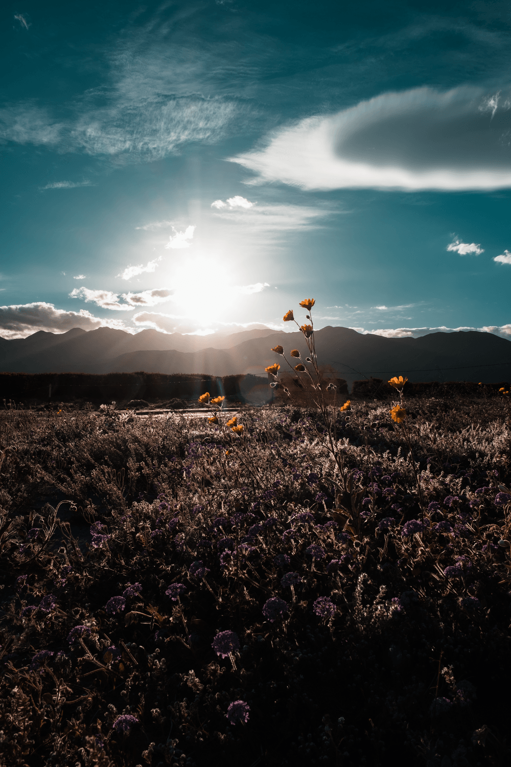 Desert Flower Picture. Download Free Image