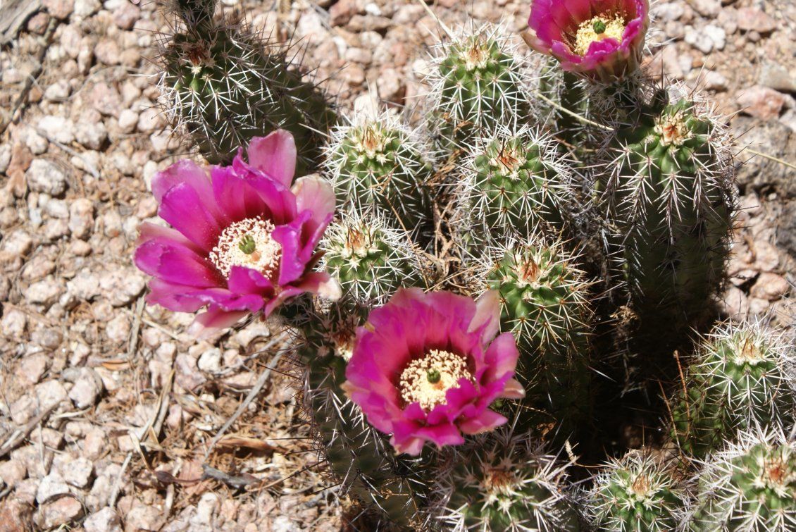 Pink Cactus flower blooming
