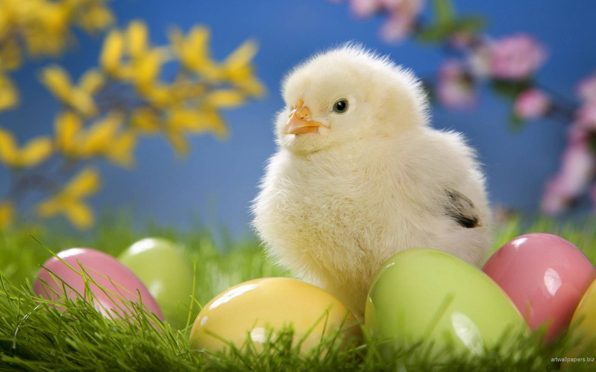 Beautiful Hen's Child HD Wallpaper (1920x1200). Happy easter day