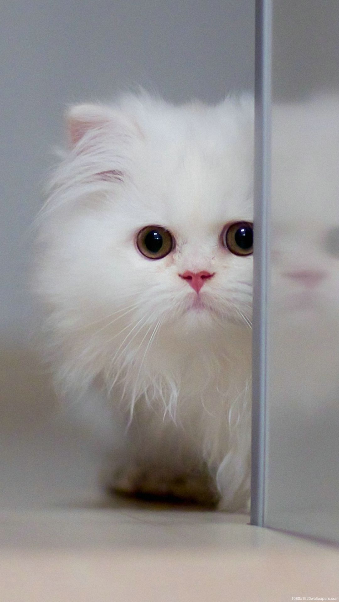 Animal Cute White Kitty Wallpaper HD