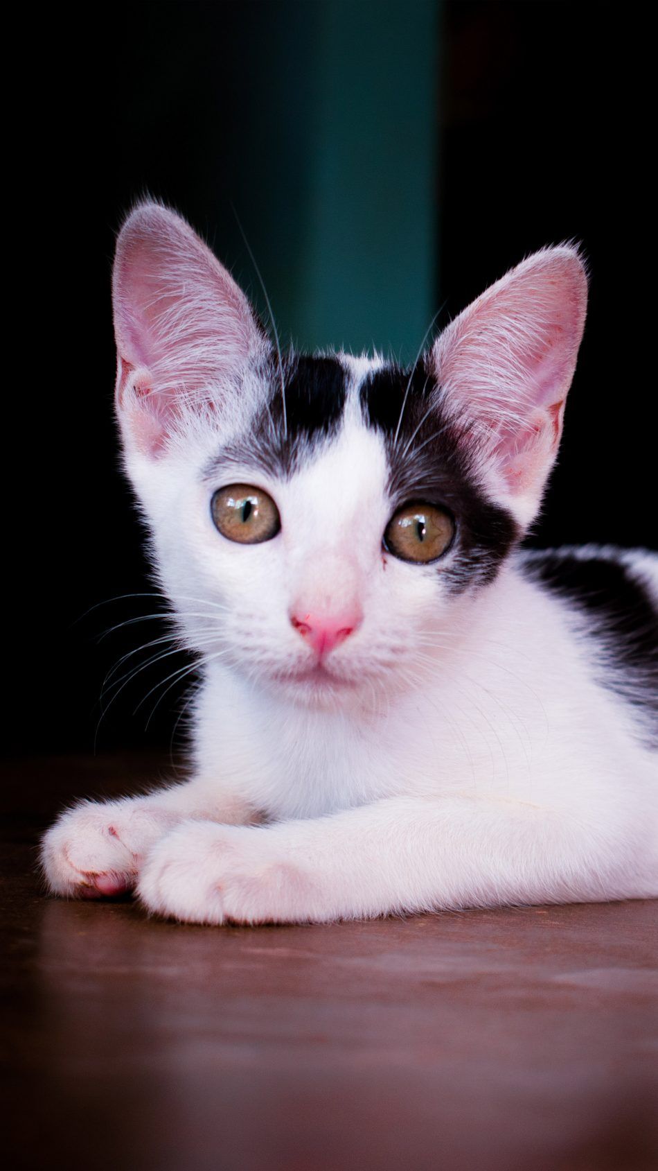 Spotty The Cutest Cat Free 4K Ultra HD Mobile Wallpaper