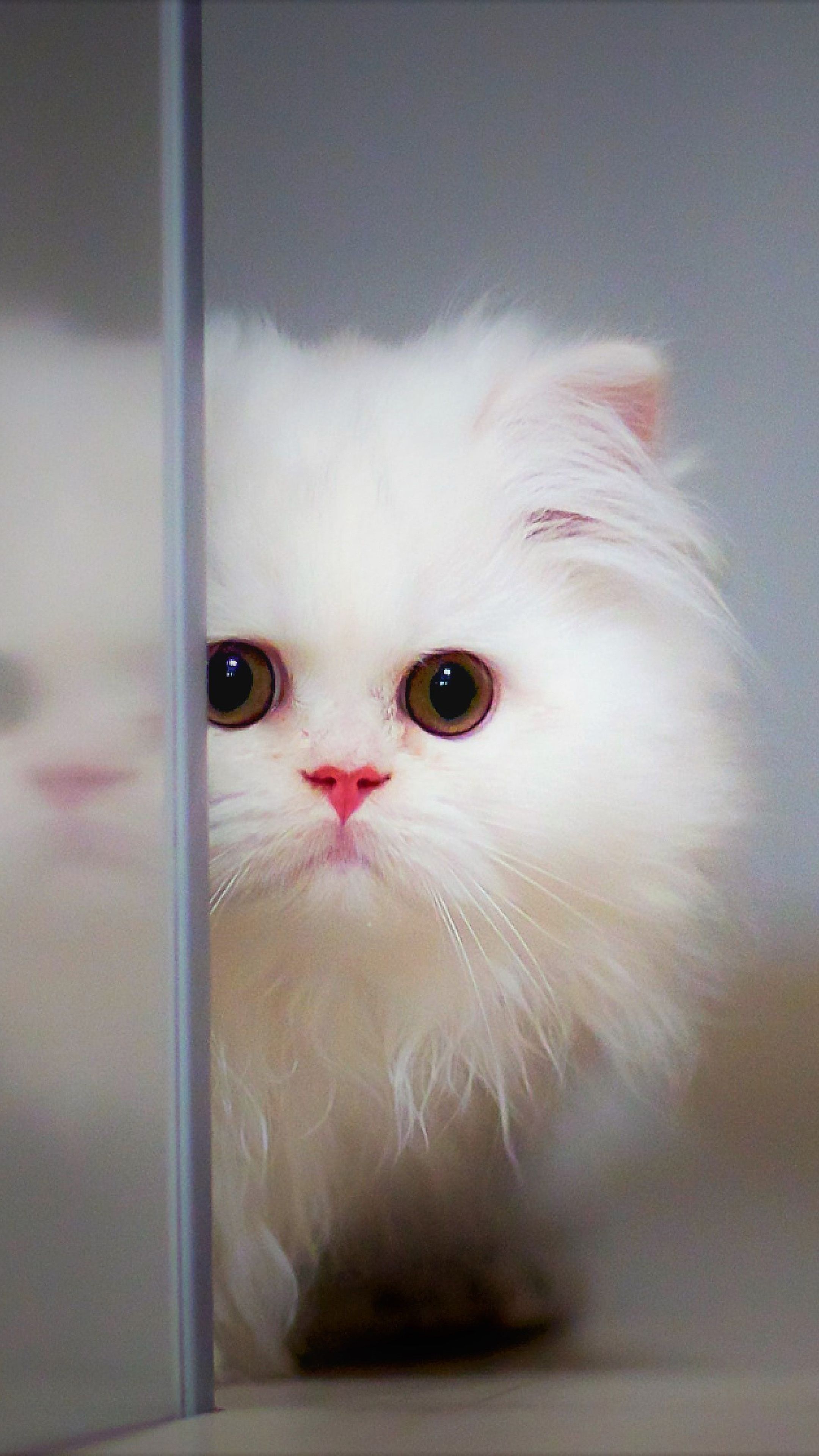 Adorable Cute White Kitten Free 4K Ultra HD Mobile Wallpaper