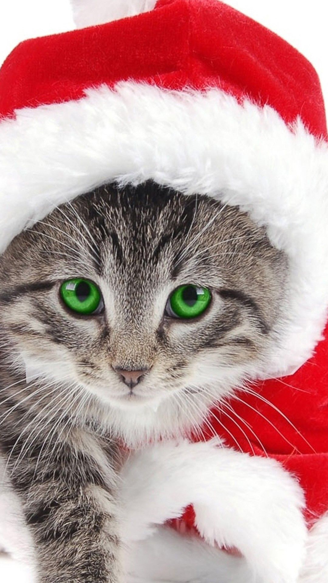 Download Christmas Cat Phone Wallpaper Top HD Background