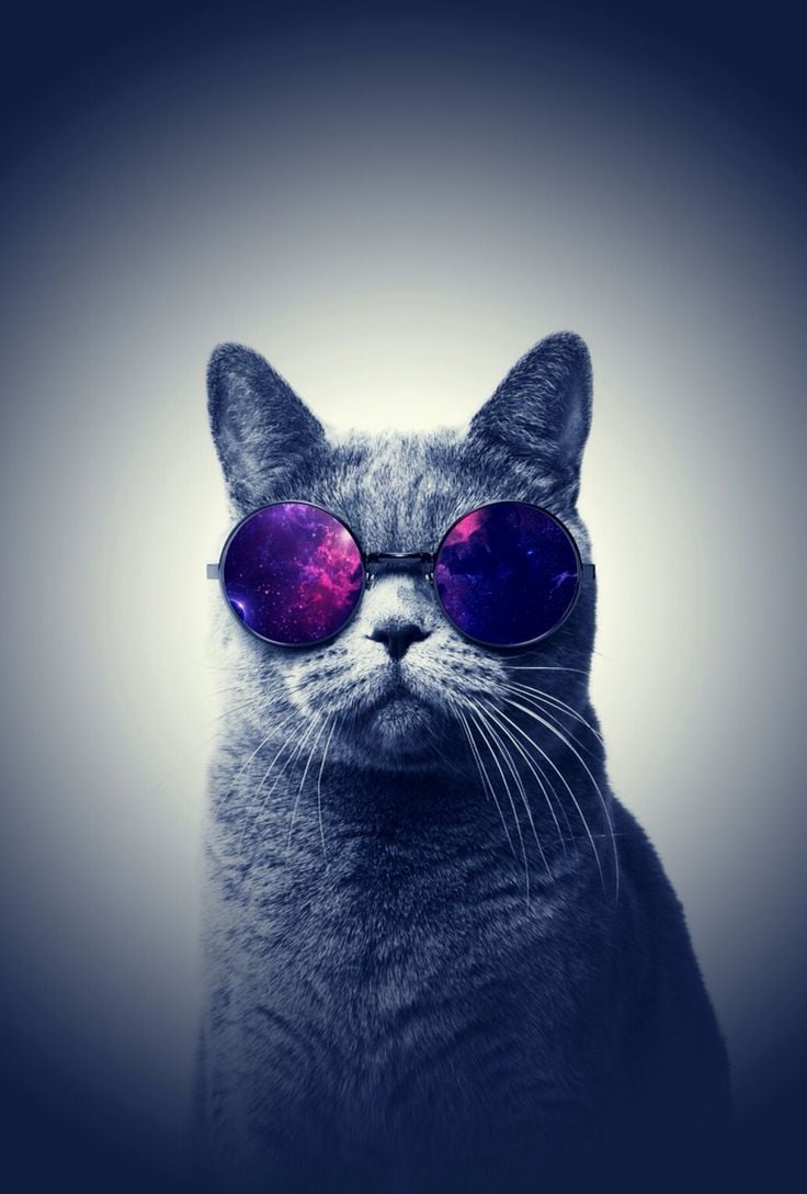 Free download Cool cat background SF Wallpaper [736x1088]