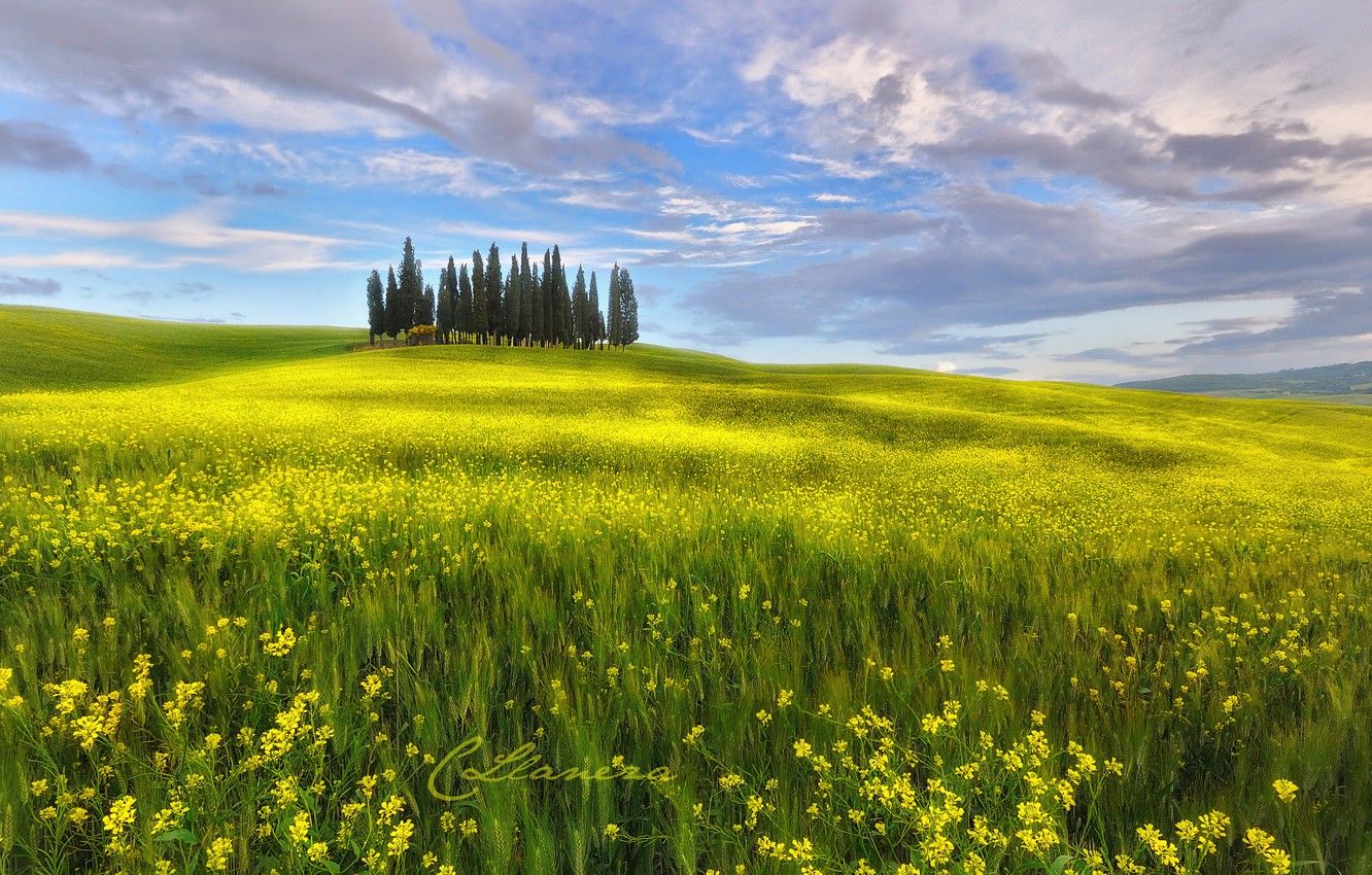 Wallpaper field, the sky, clouds, flowers, spring, Italy, May