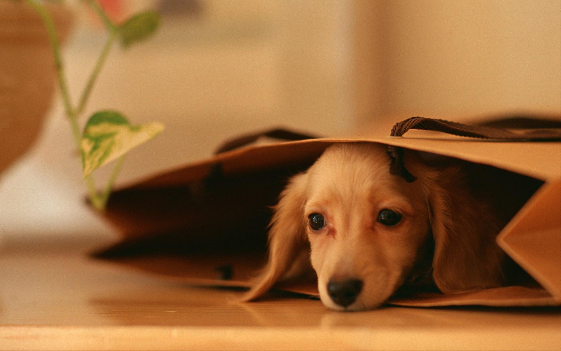 Lovely Dog wallpaper