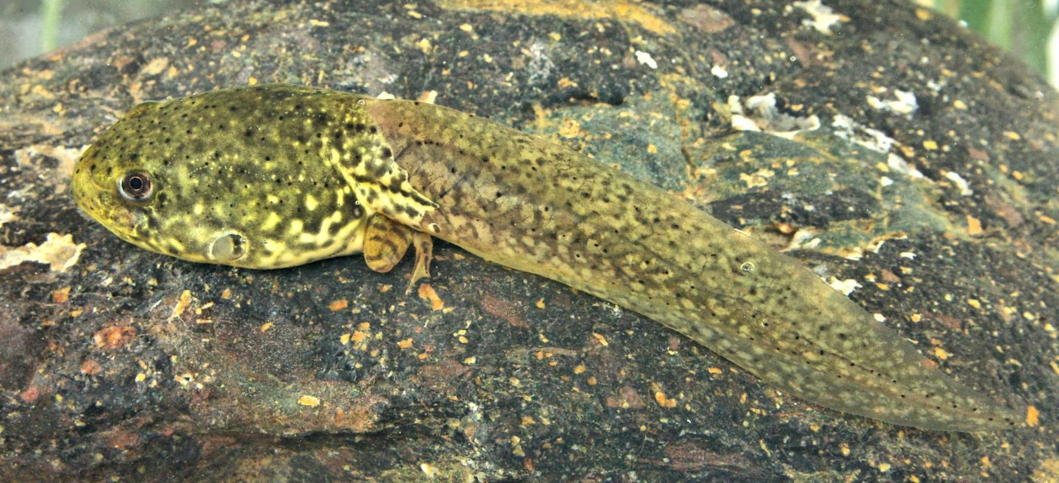 Tadpole Wallpapers - Wallpaper Cave