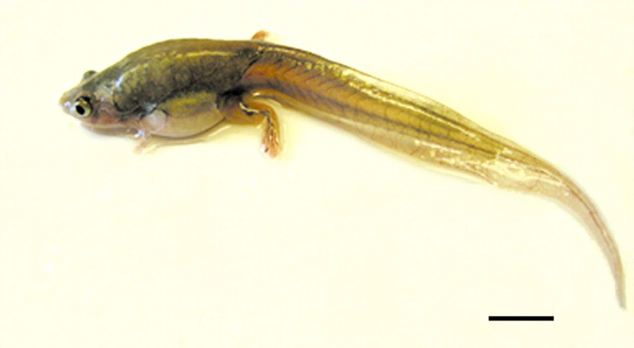 Tadpole Wallpapers - Wallpaper Cave