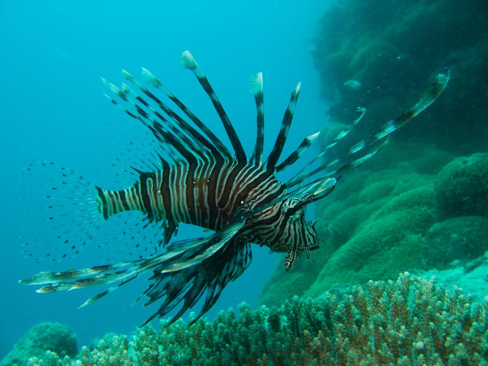 Fish From Australia. Australia, Oceania, Unusual looking fish at