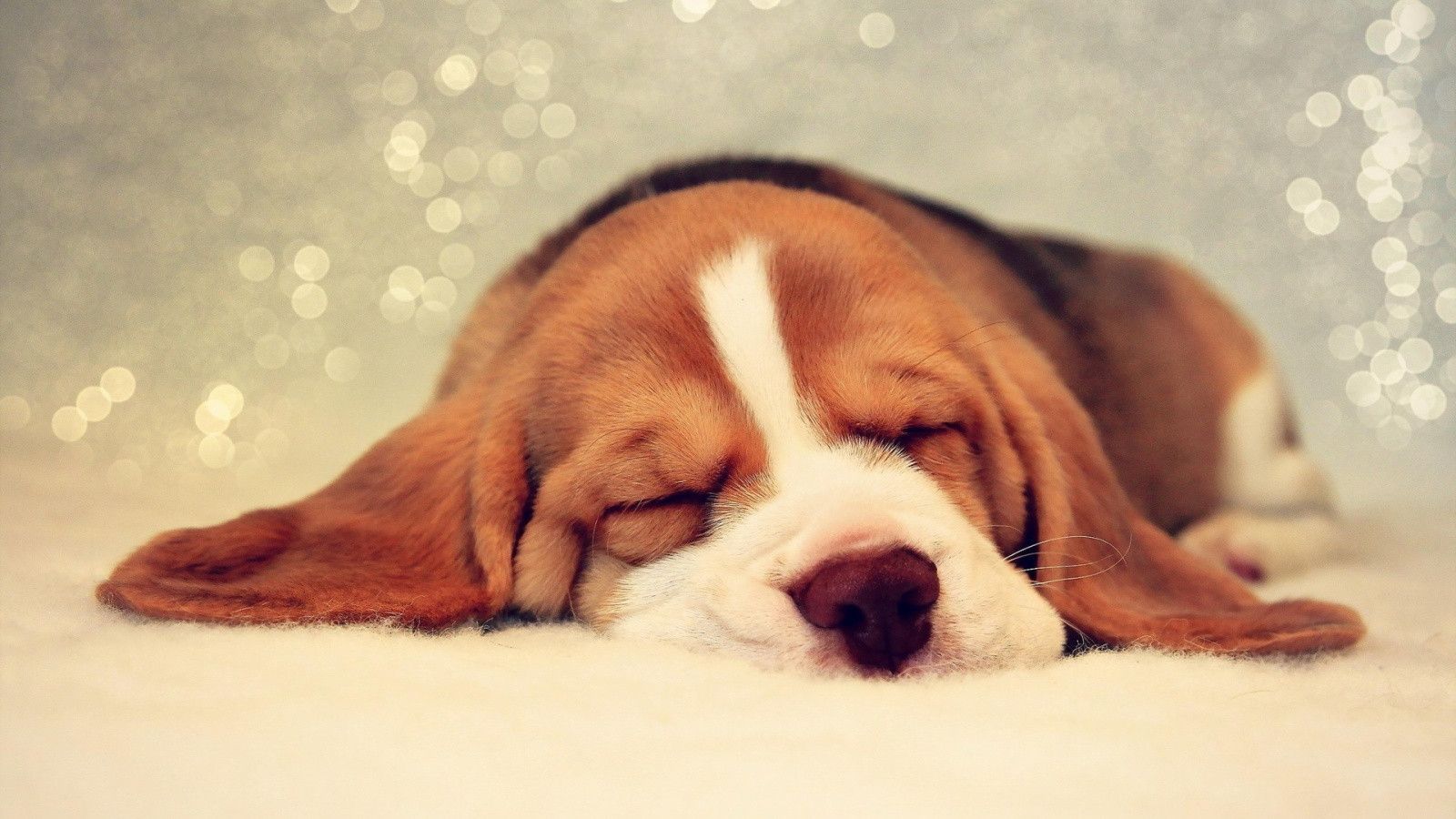 Beagle Puppy Wallpaper. Beagle puppy, Puppy wallpaper, Sleeping puppies