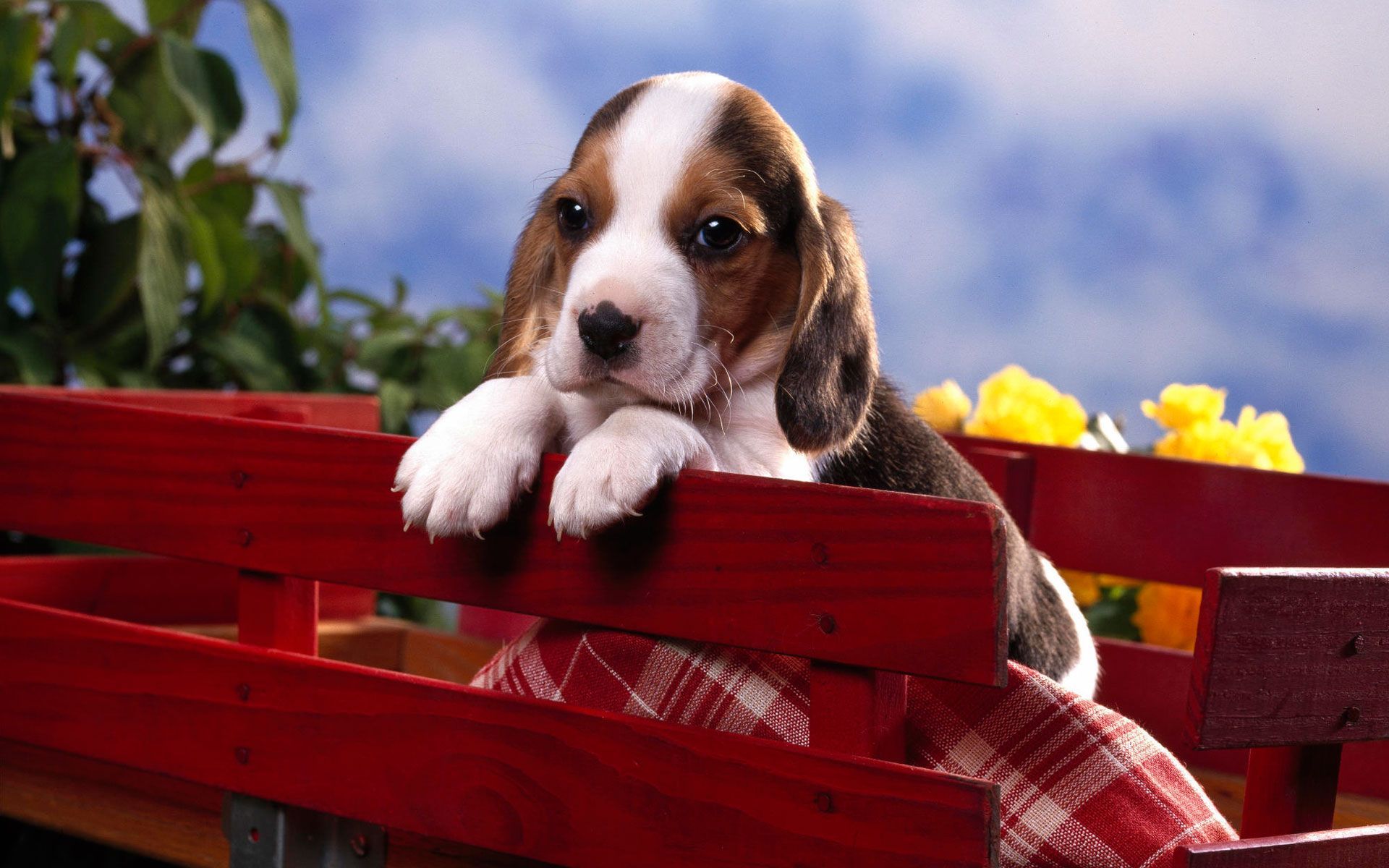 Beagle Puppy Wallpaper Animals Birds Beagle