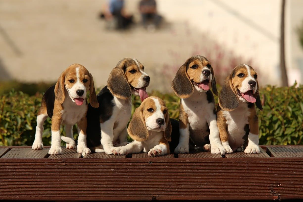 Five beagle puppies, dog, Beagles HD wallpaper