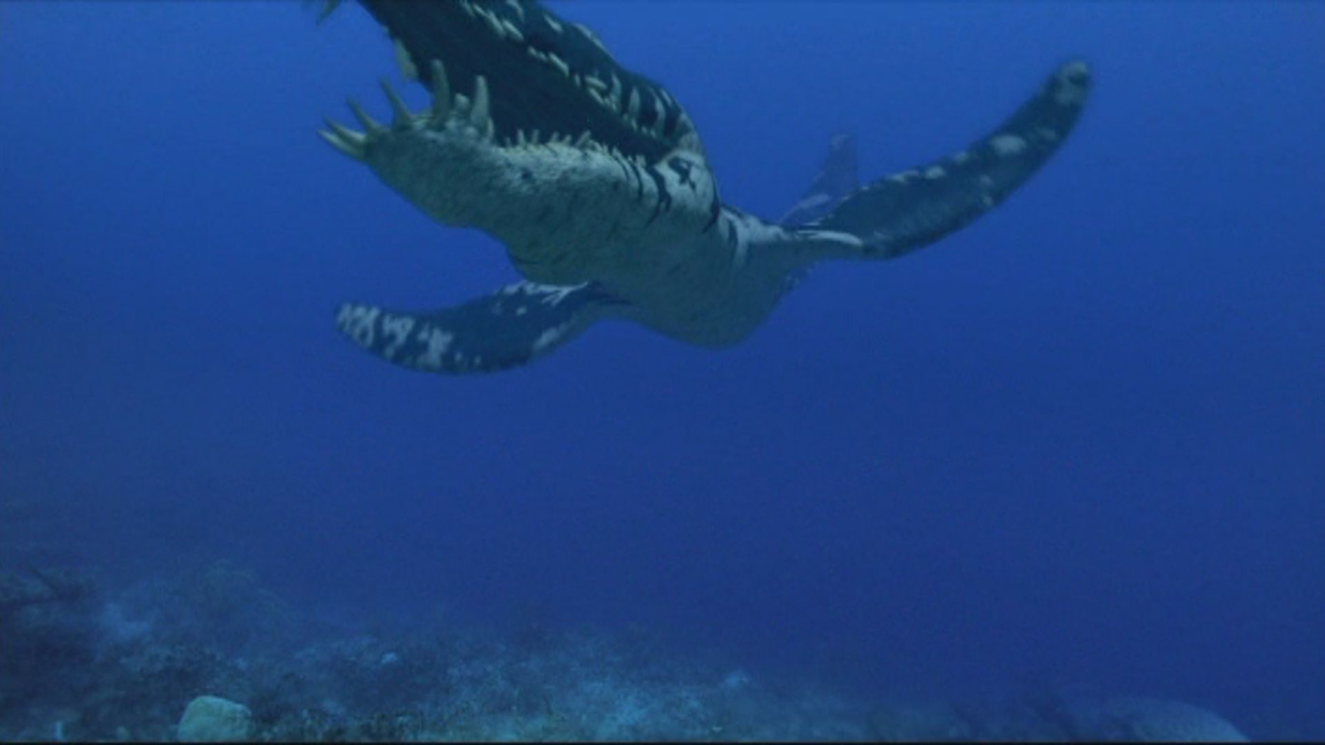 Liopleurodon Wallpaper. Liopleurodon