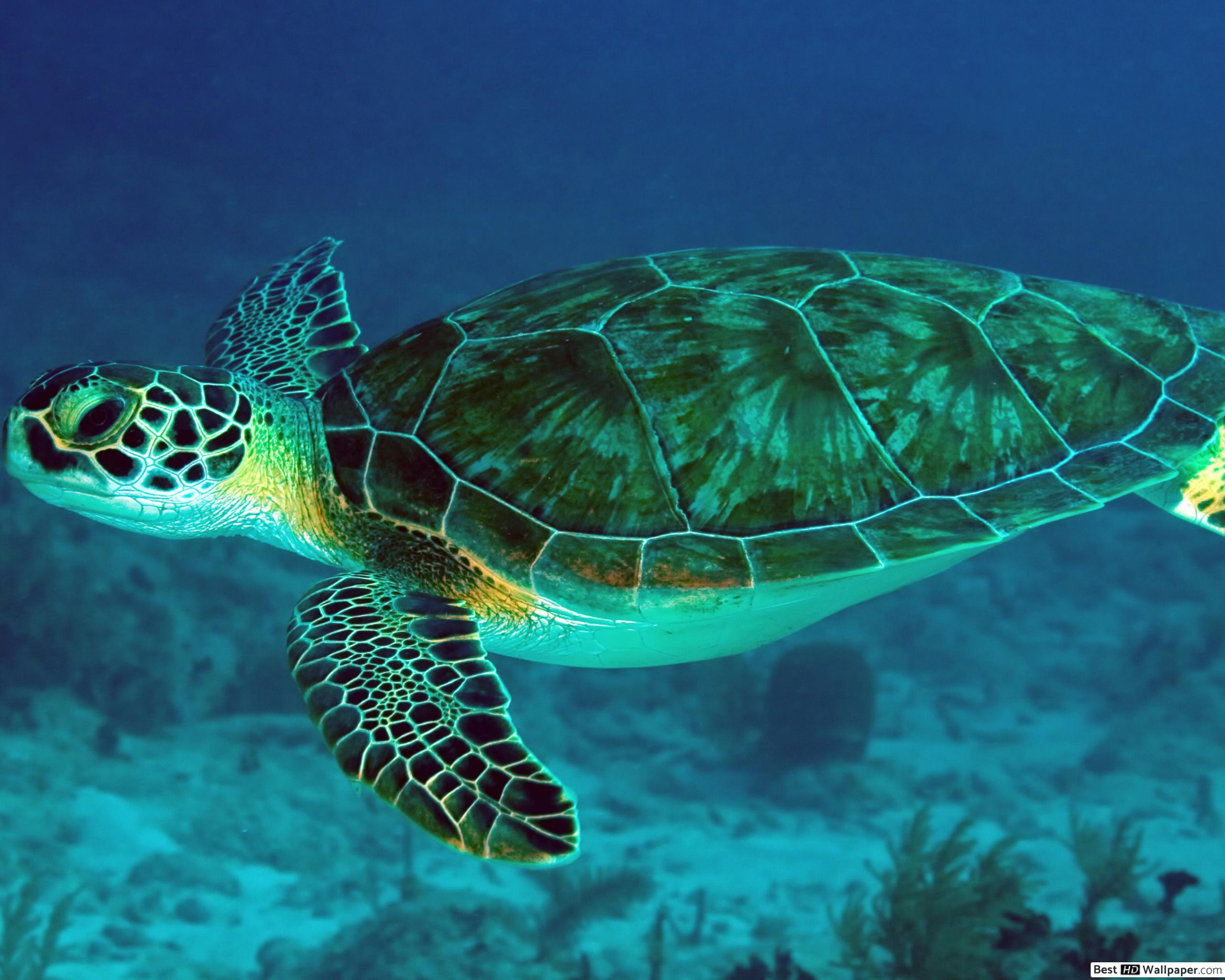 Beautiful Sea Turtel underwater HD wallpaper download